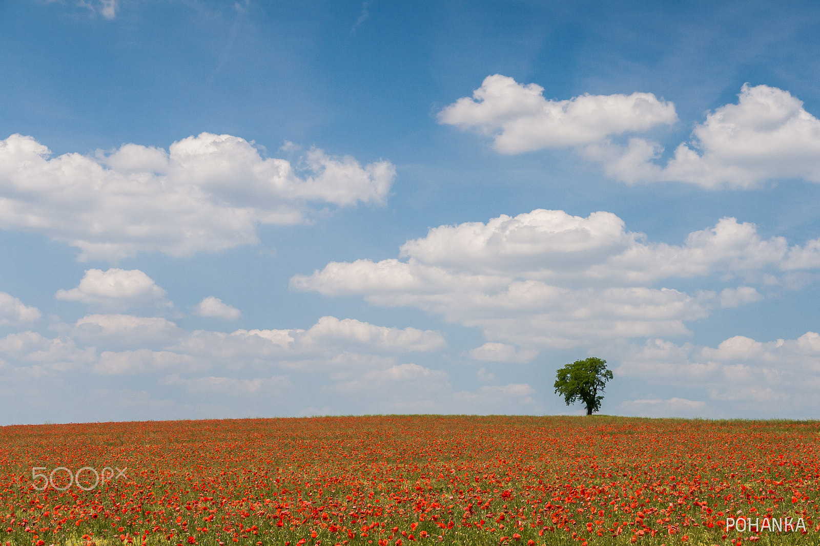 Canon EOS 400D (EOS Digital Rebel XTi / EOS Kiss Digital X) sample photo. Lonely tree on red carpet photography