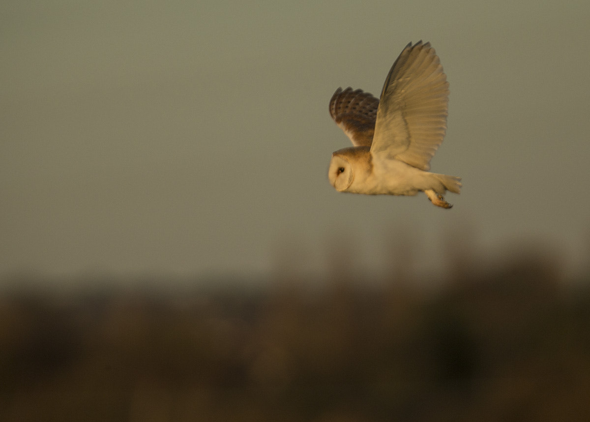 Canon EOS-1D X + Canon EF 300mm F2.8L IS USM sample photo. Barn owl in warm light photography