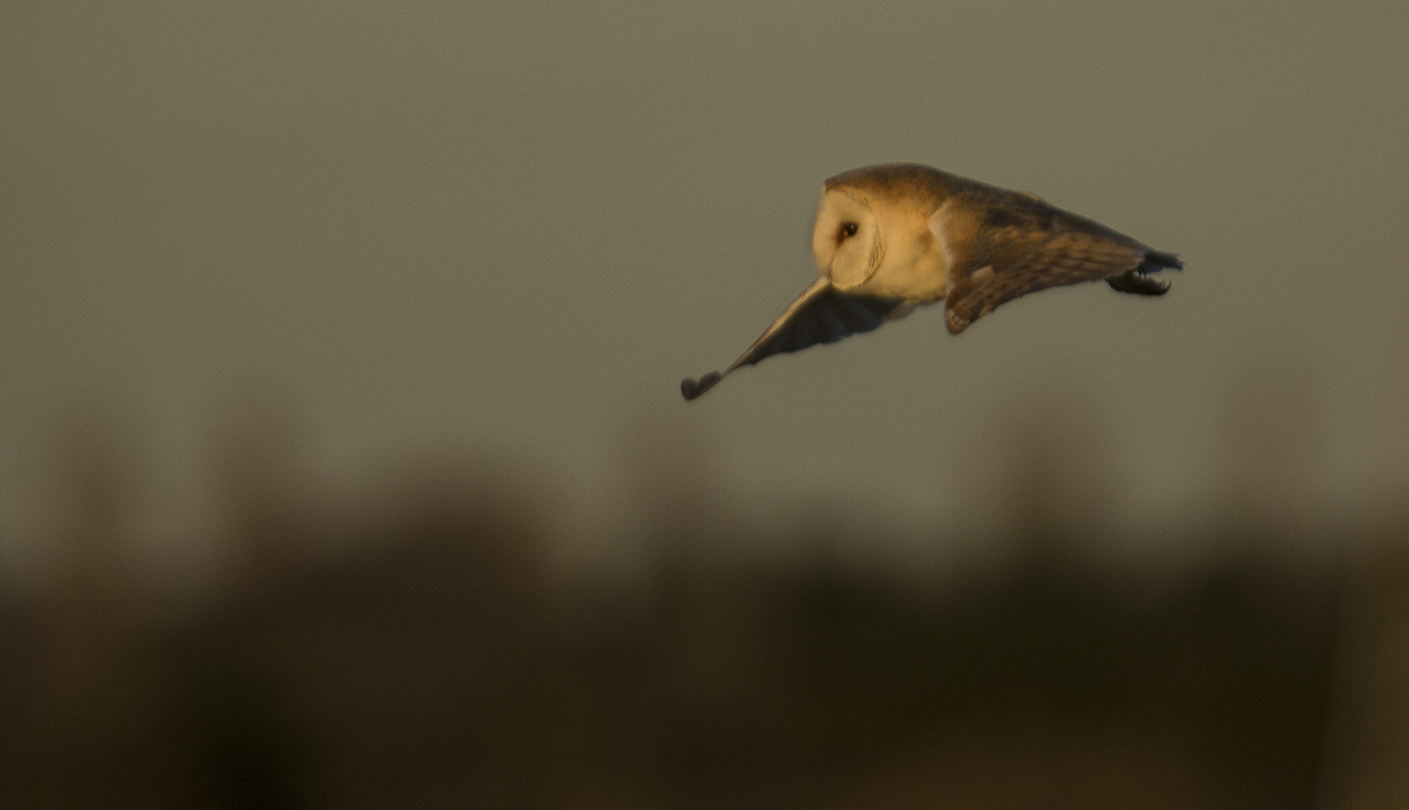 Canon EOS-1D X + Canon EF 300mm F2.8L IS USM sample photo. Barn owl in warm light photography