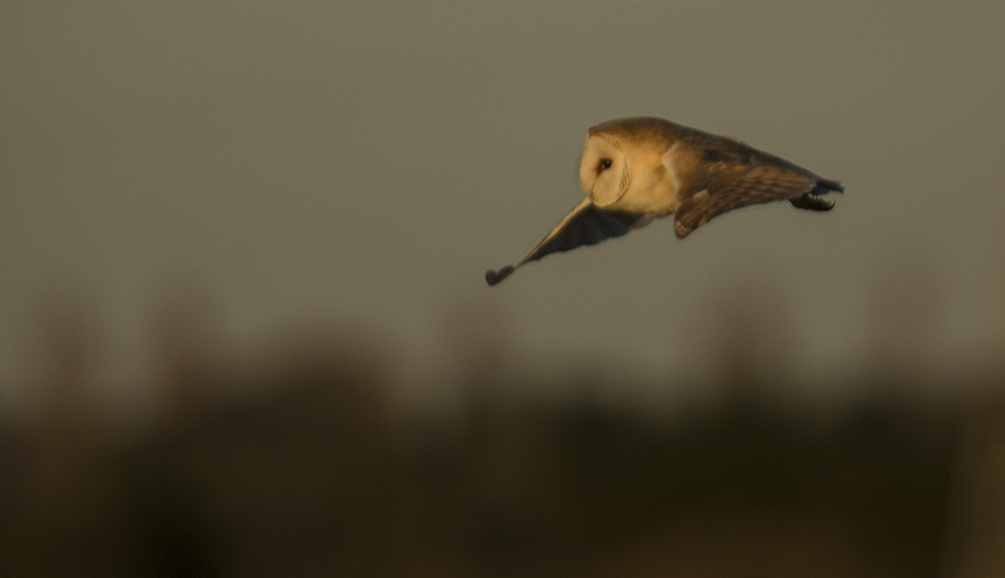 Canon EF 300mm F2.8L IS USM sample photo. Barn owl in warm light photography