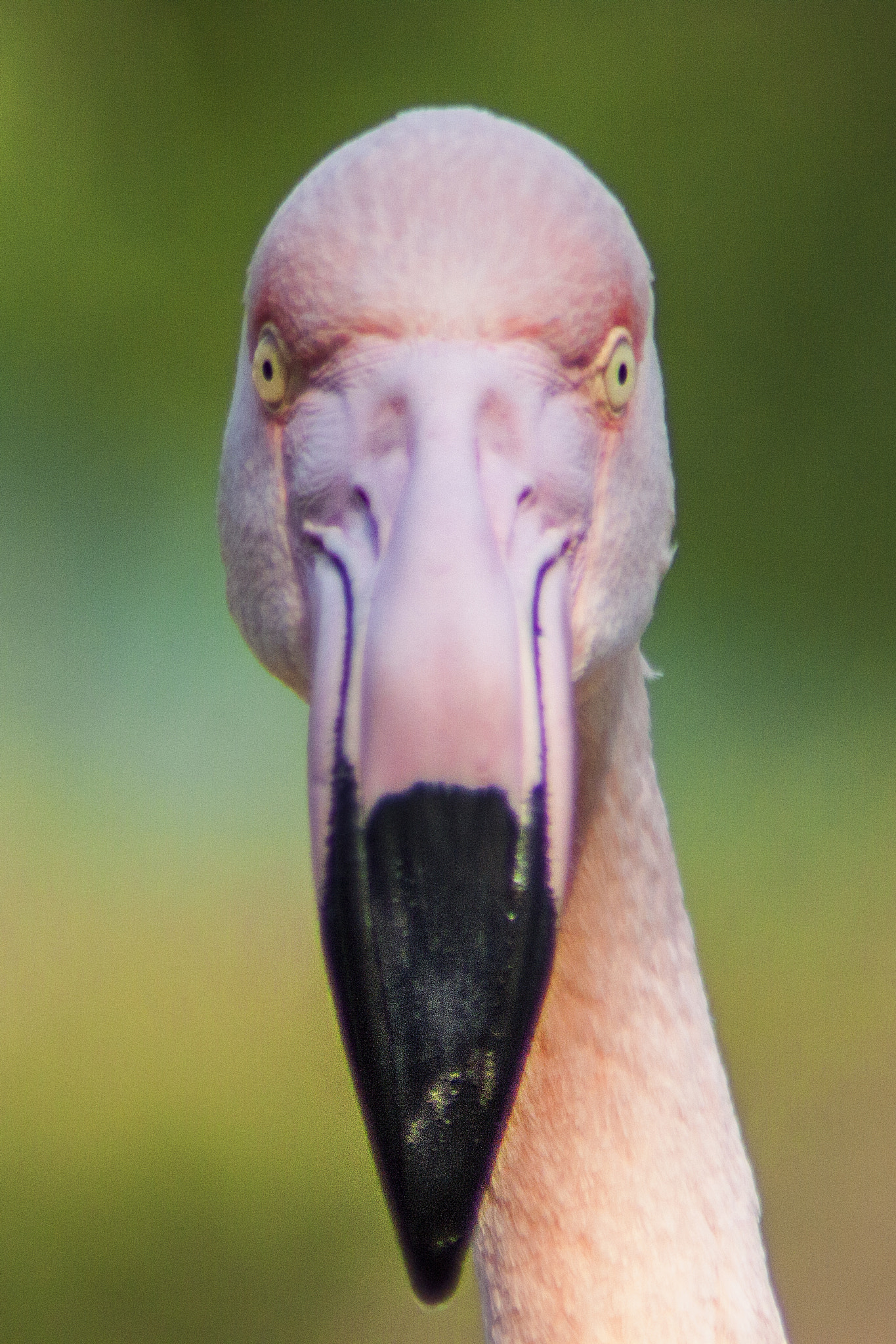 Canon EOS 50D + Tamron AF 70-300mm F4-5.6 Di LD Macro sample photo. Flamingo portrait photography