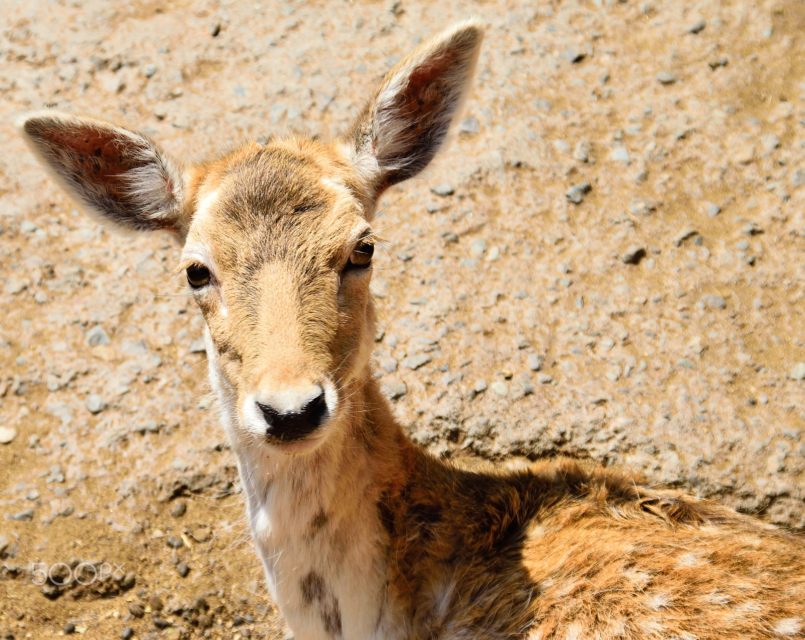 Sigma 18-200mm F3.5-6.3 DC OS HSM sample photo. Young deer photography