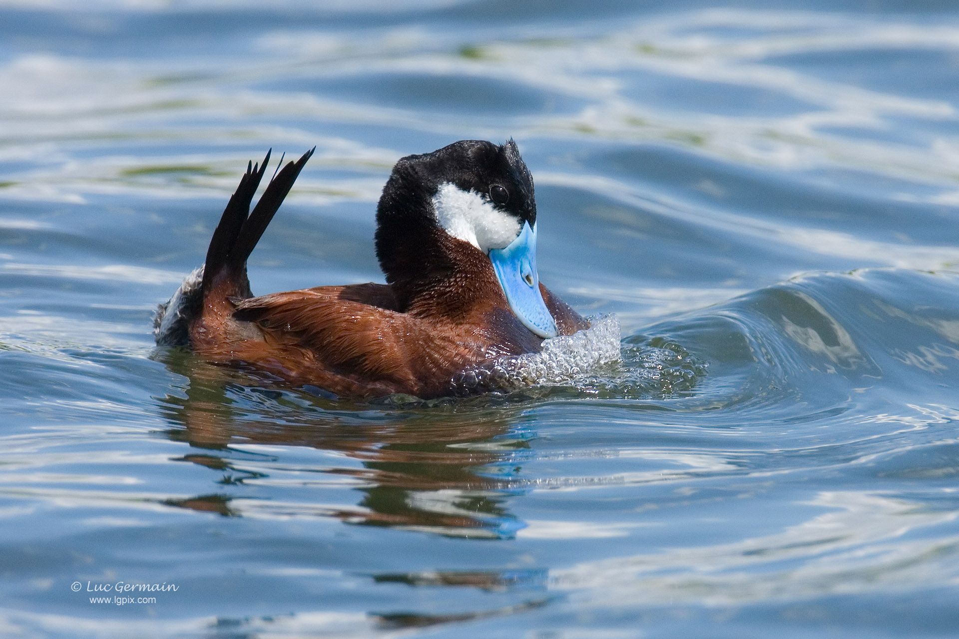 Canon EF 500mm F4L IS USM sample photo. Ruddy duck display photography