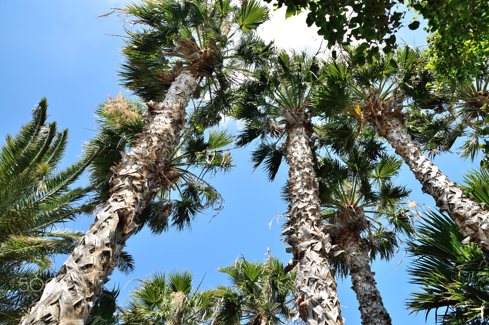 Sigma 18-200mm F3.5-6.3 DC OS HSM sample photo. Palm tree and blue sky photography