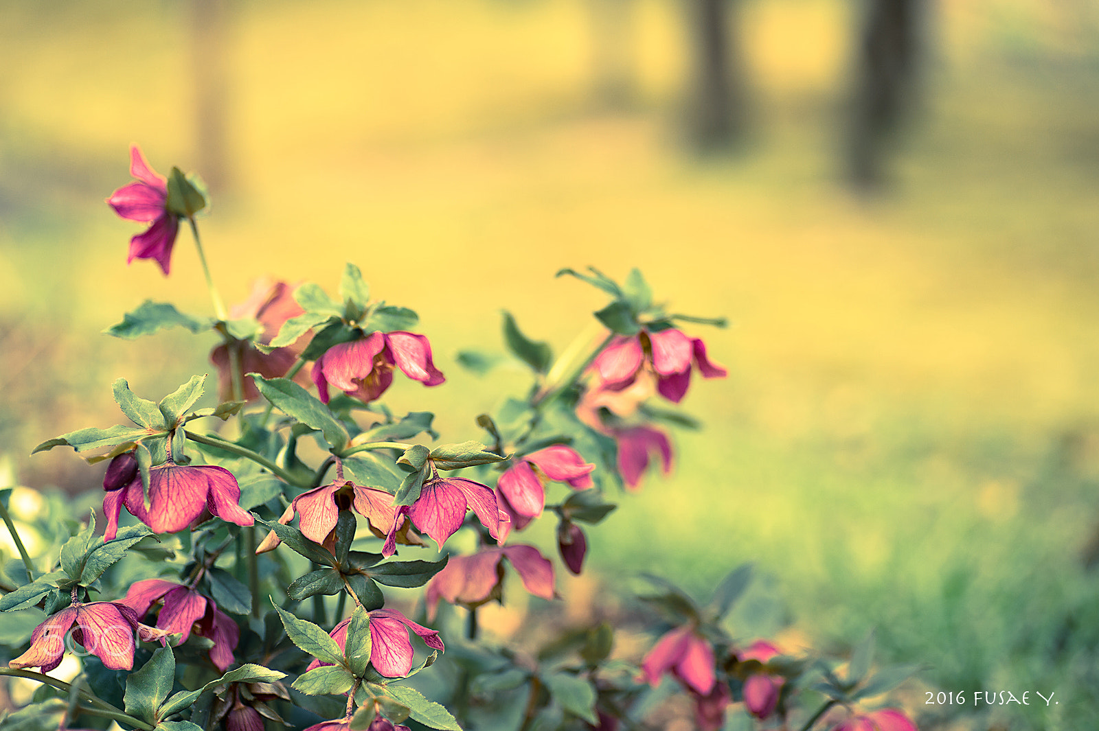 Nikon Df sample photo. Warm light photography