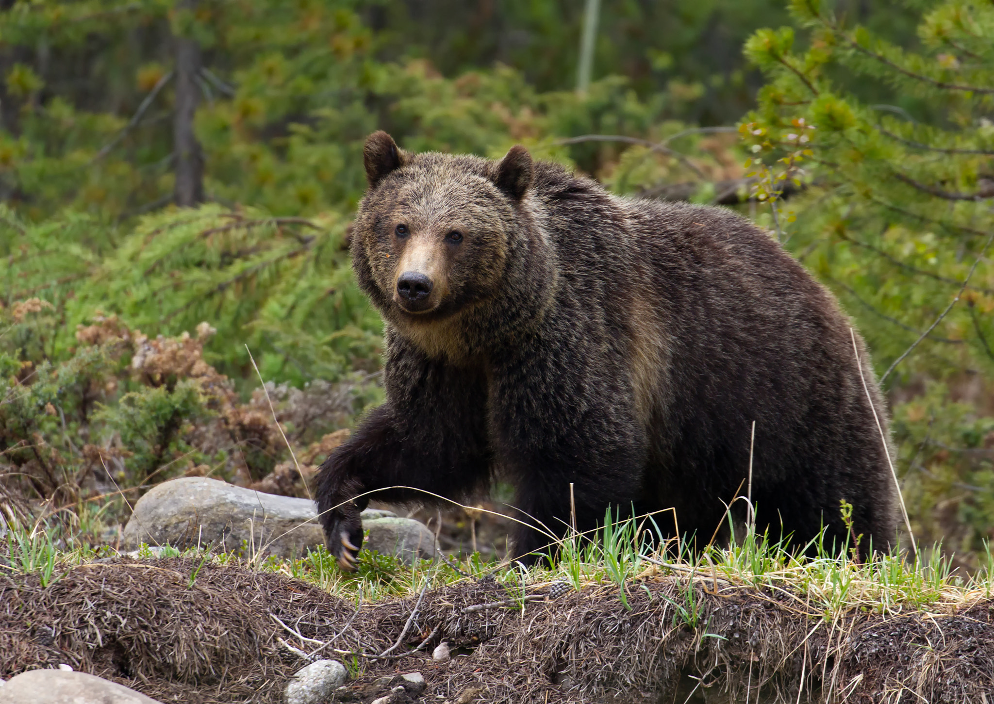 Canon EF 100-400mm F4.5-5.6L IS II USM sample photo. Brown bear photography