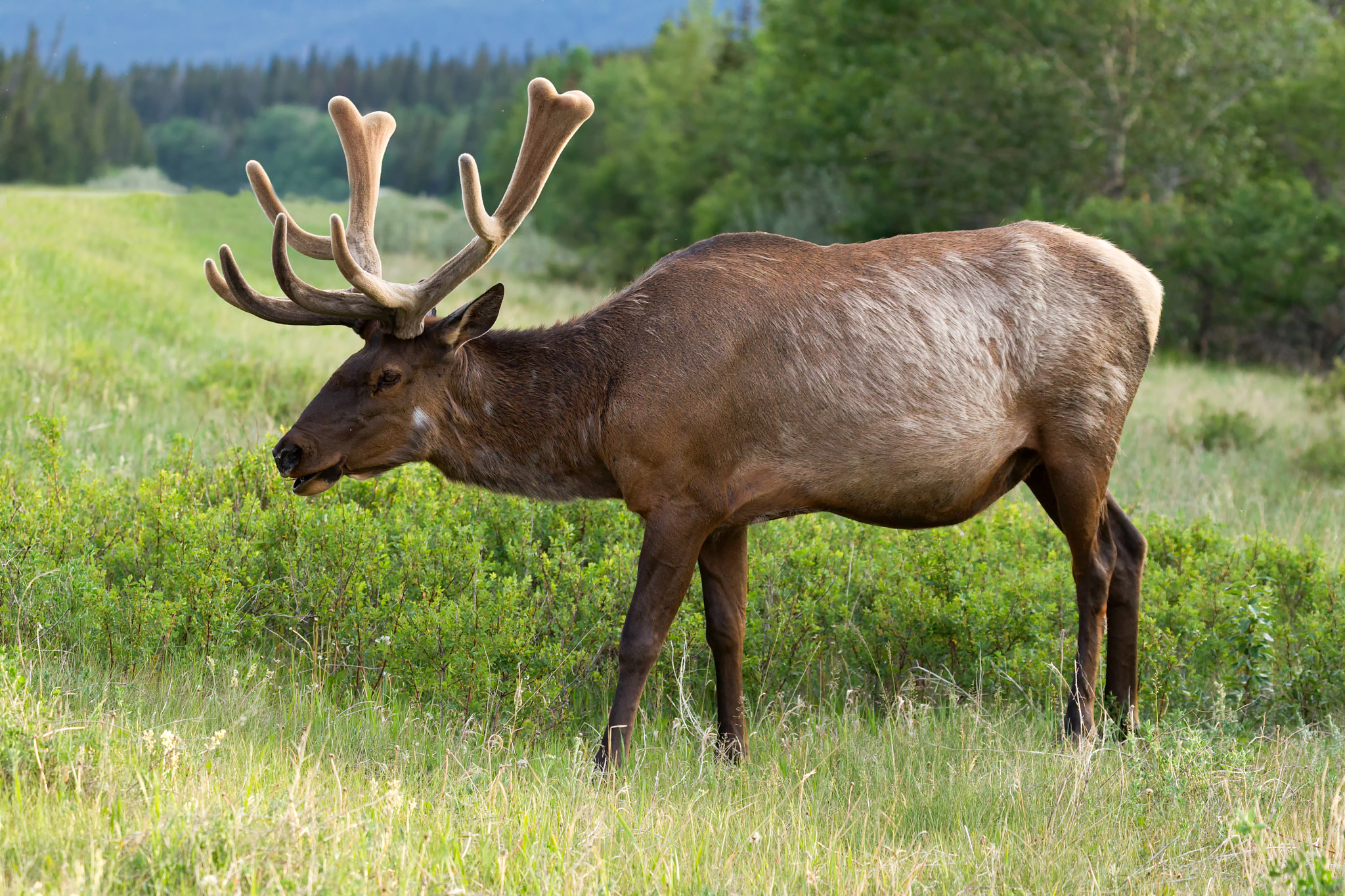 Canon EF 100-400mm F4.5-5.6L IS II USM sample photo. Elk photography