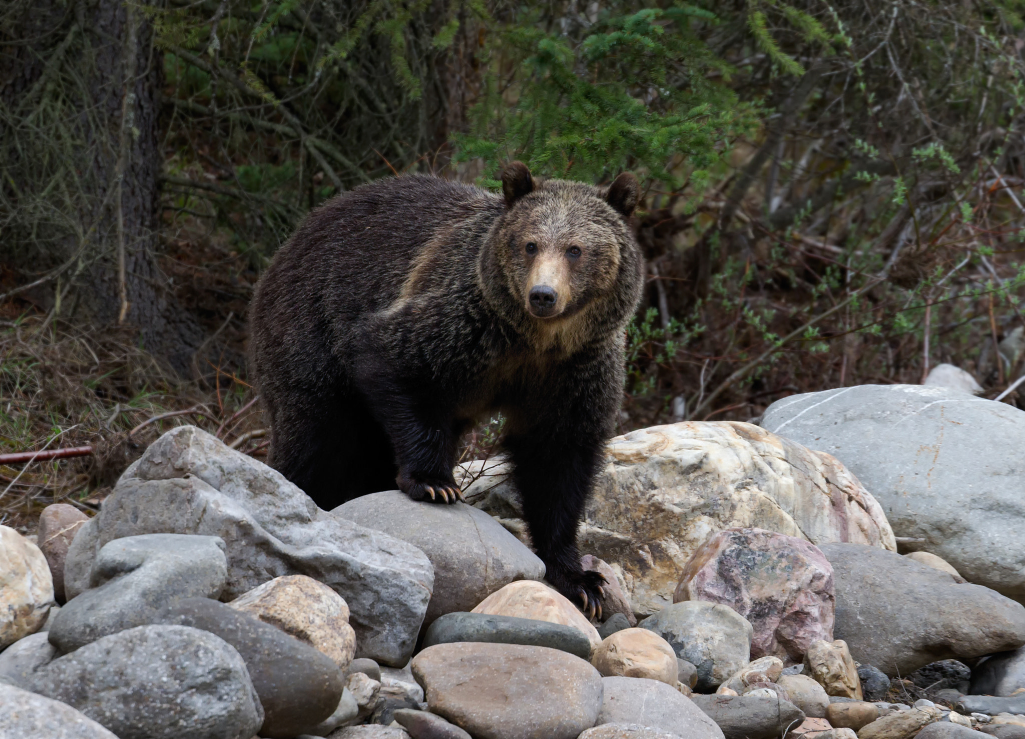 Canon EF 100-400mm F4.5-5.6L IS II USM sample photo. Brown bear photography