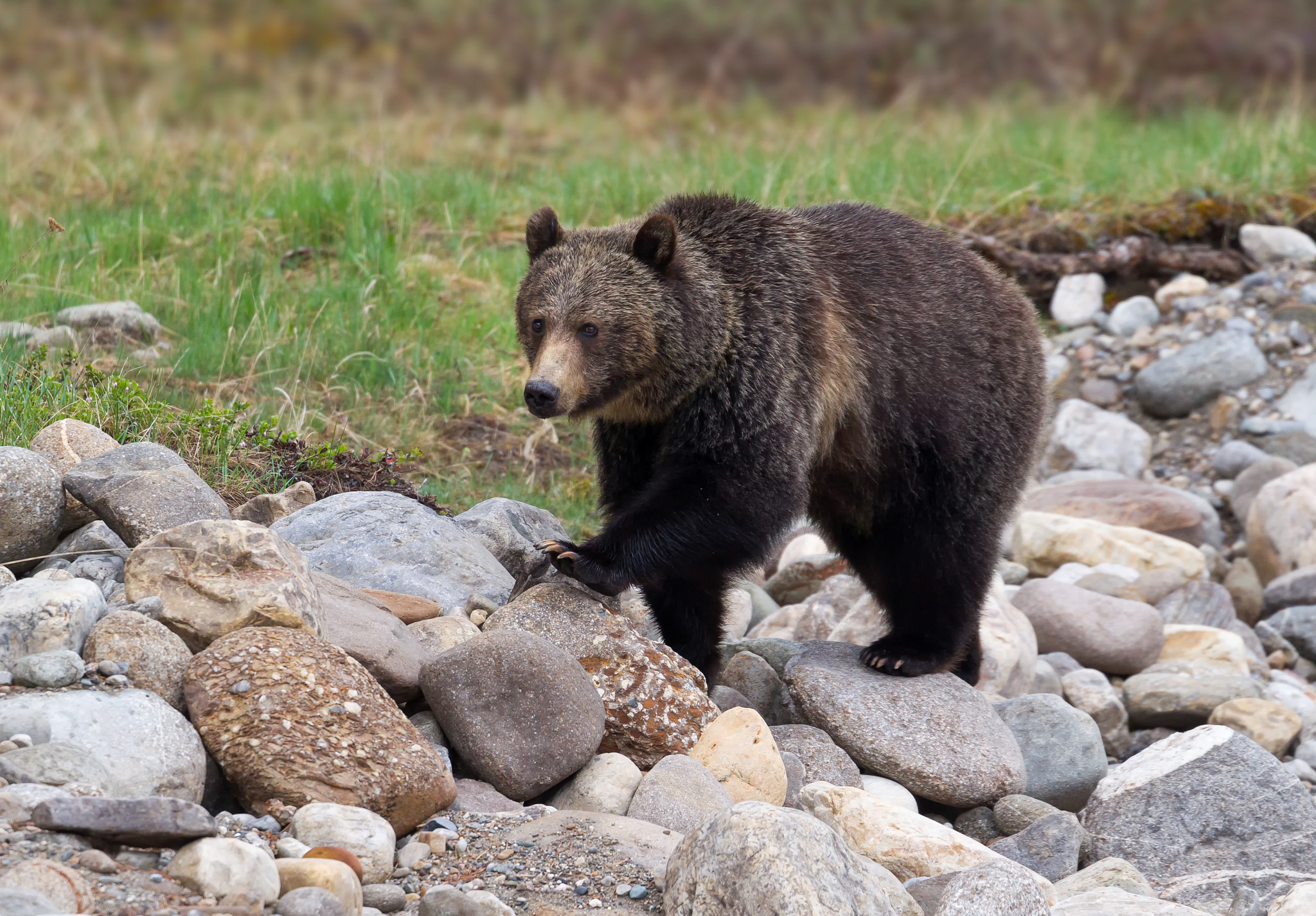 Canon EF 100-400mm F4.5-5.6L IS II USM sample photo. Brown bear photography