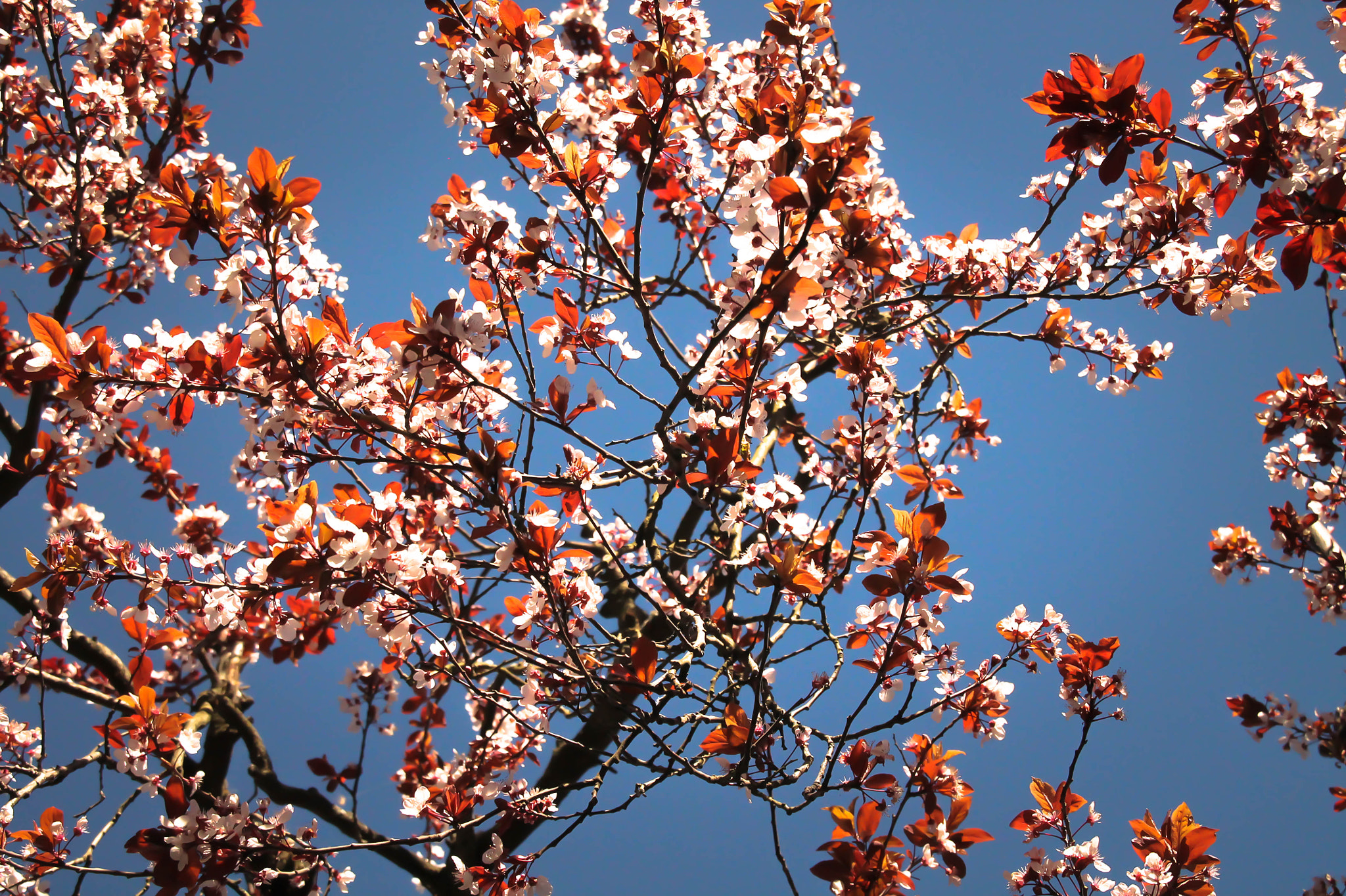 Sigma 18-200mm f/3.5-6.3 DC OS sample photo. Spring photography