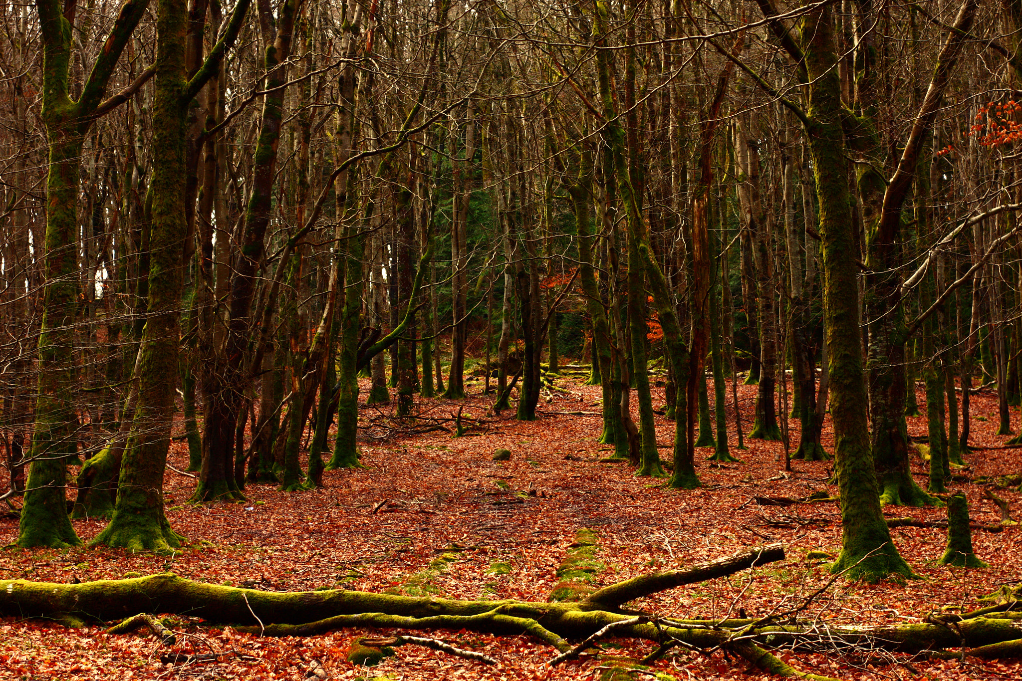 Canon EOS 450D (EOS Rebel XSi / EOS Kiss X2) + Canon 50mm sample photo. Massey's woods  photography