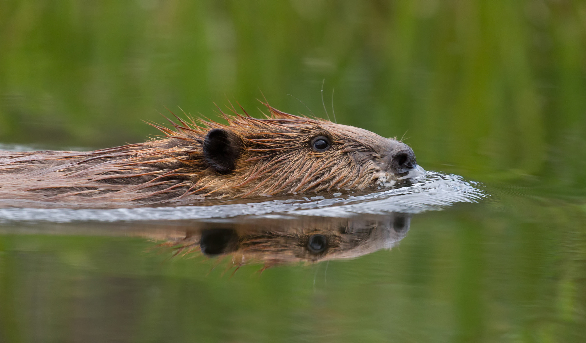 Canon EF 100-400mm F4.5-5.6L IS II USM sample photo. Beaver photography