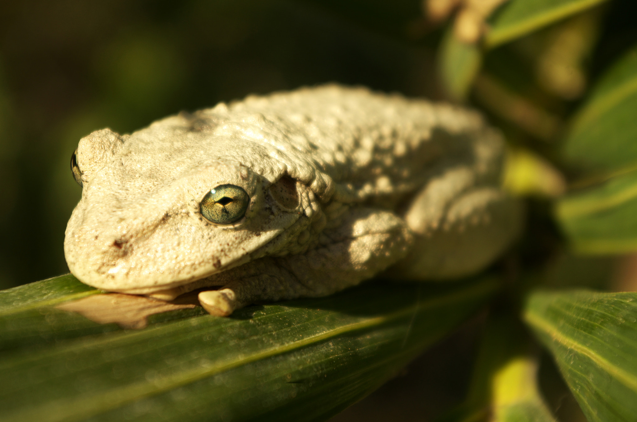 Pentax K-50 + Pentax smc DA 18-55mm F3.5-5.6 AL WR sample photo. Haitian frog photography