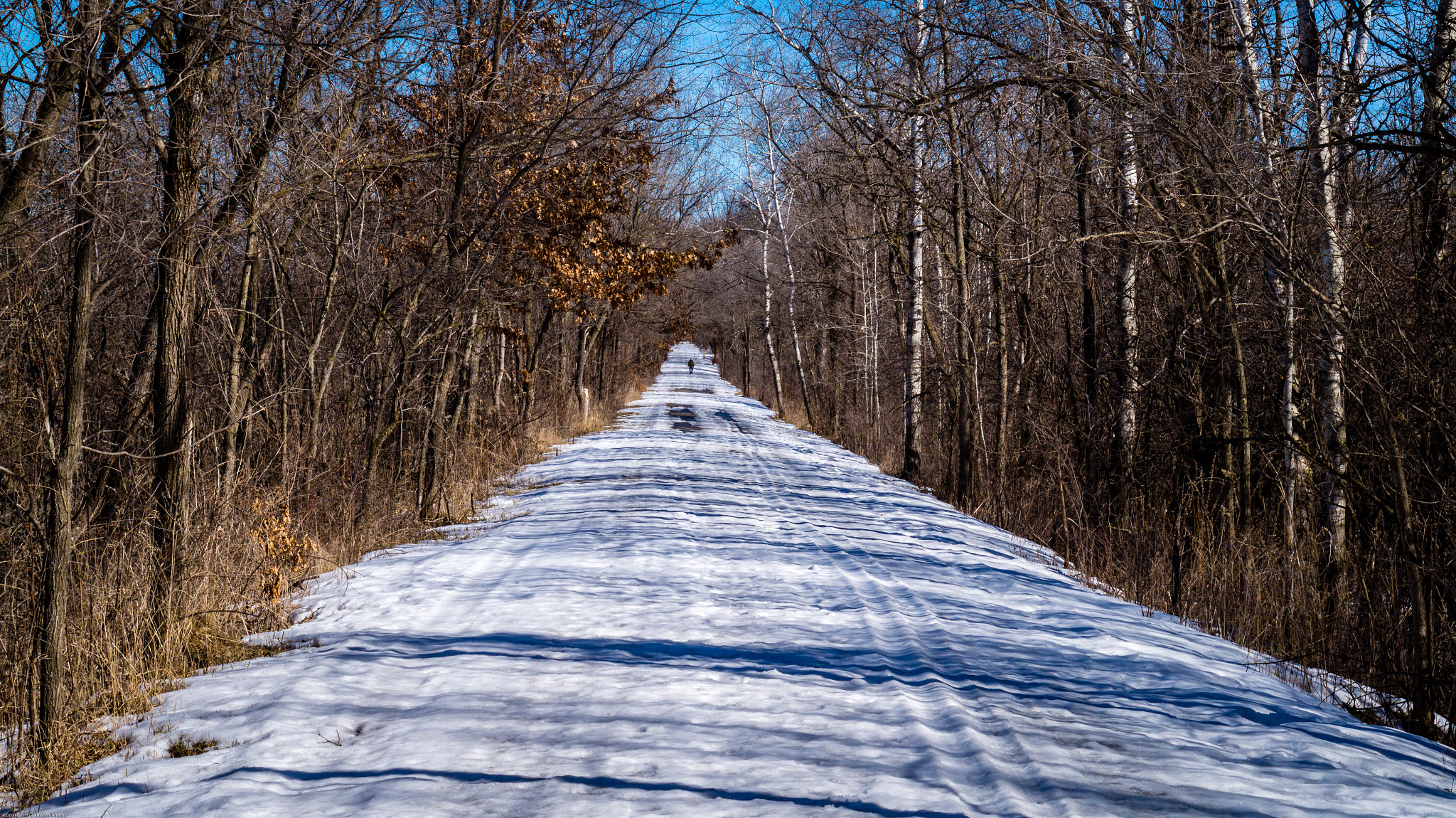 Sony Alpha a5000 (ILCE 5000) + E 50mm F1.8 OSS sample photo. A walk in the woods photography