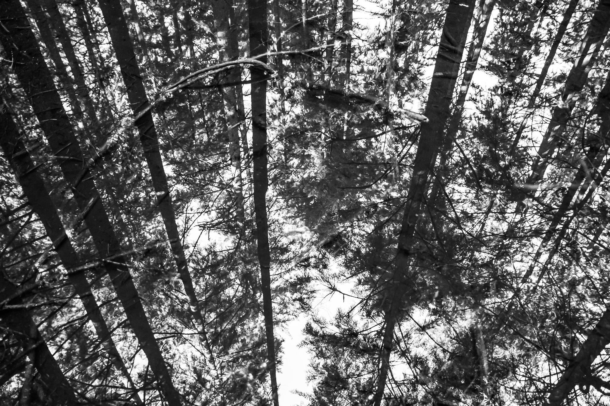 Sigma 17-70mm F2.8-4 DC Macro OS HSM sample photo. Forest abstraction photography
