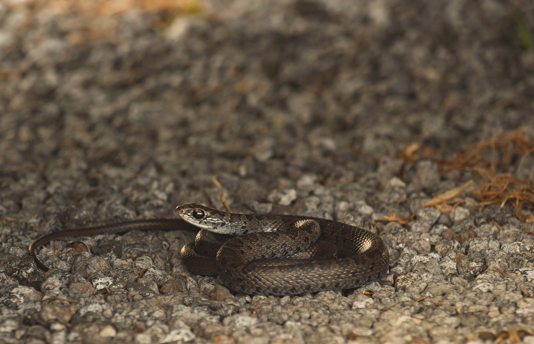 Canon EF-S 55-250mm F4-5.6 IS STM sample photo. Juvenile southern black racer (coluber constrictor) photography