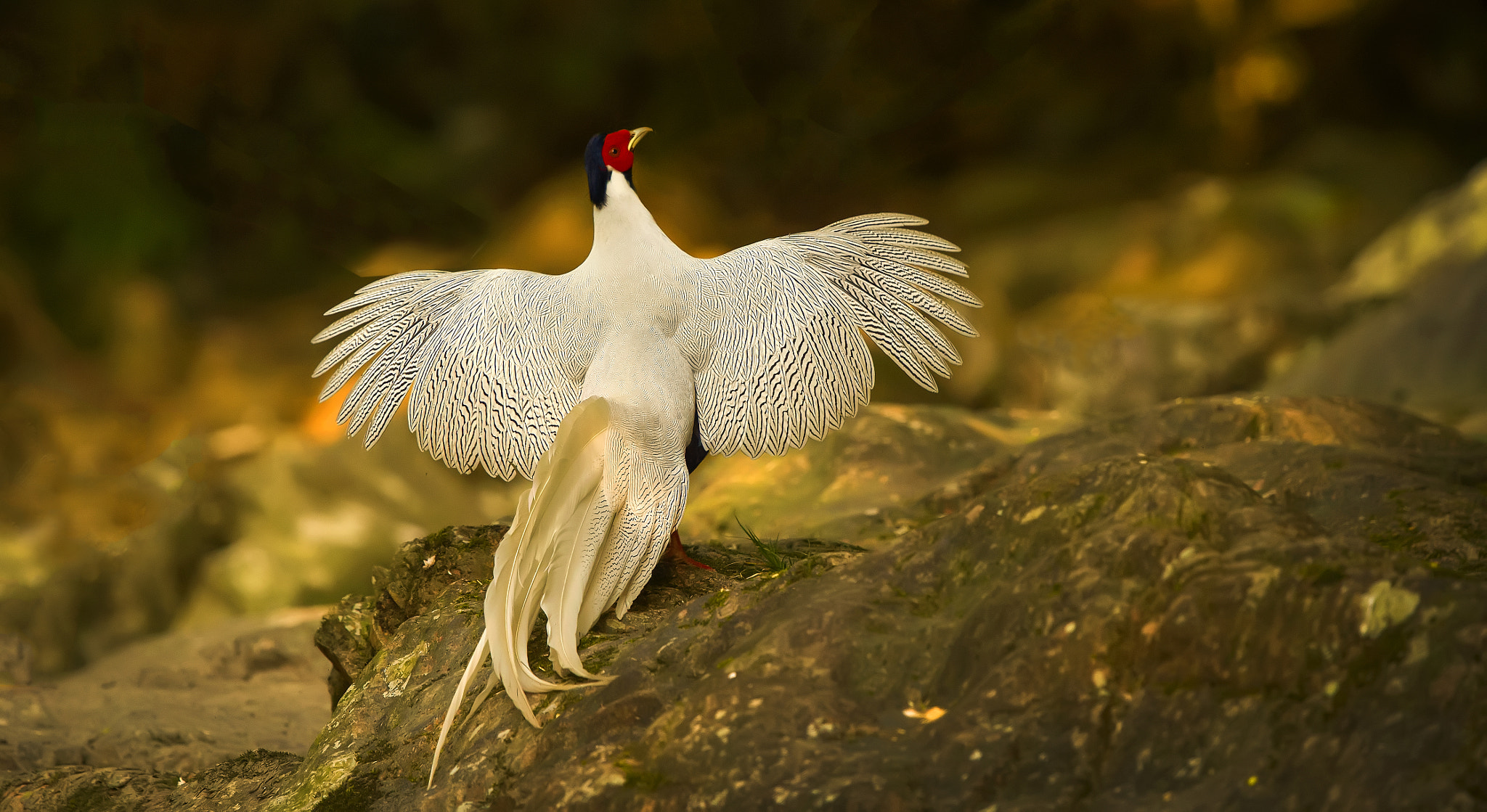 Nikon D4S + Nikon AF-S Nikkor 600mm F4G ED VR sample photo. A silver pheasant playing in china photography