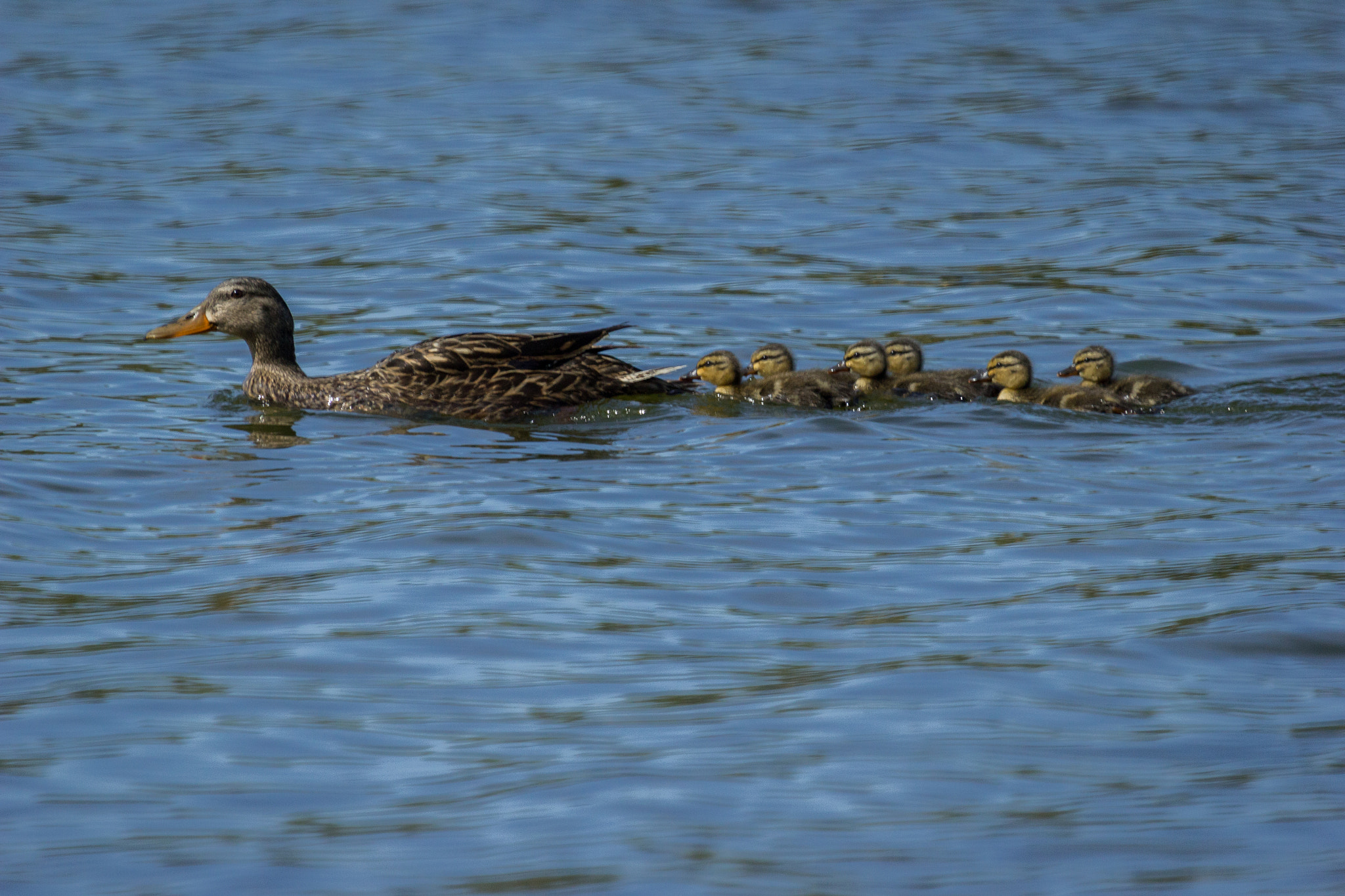 Canon EF 100-400mm F4.5-5.6L IS USM sample photo. American black duck mother and ducklings photography