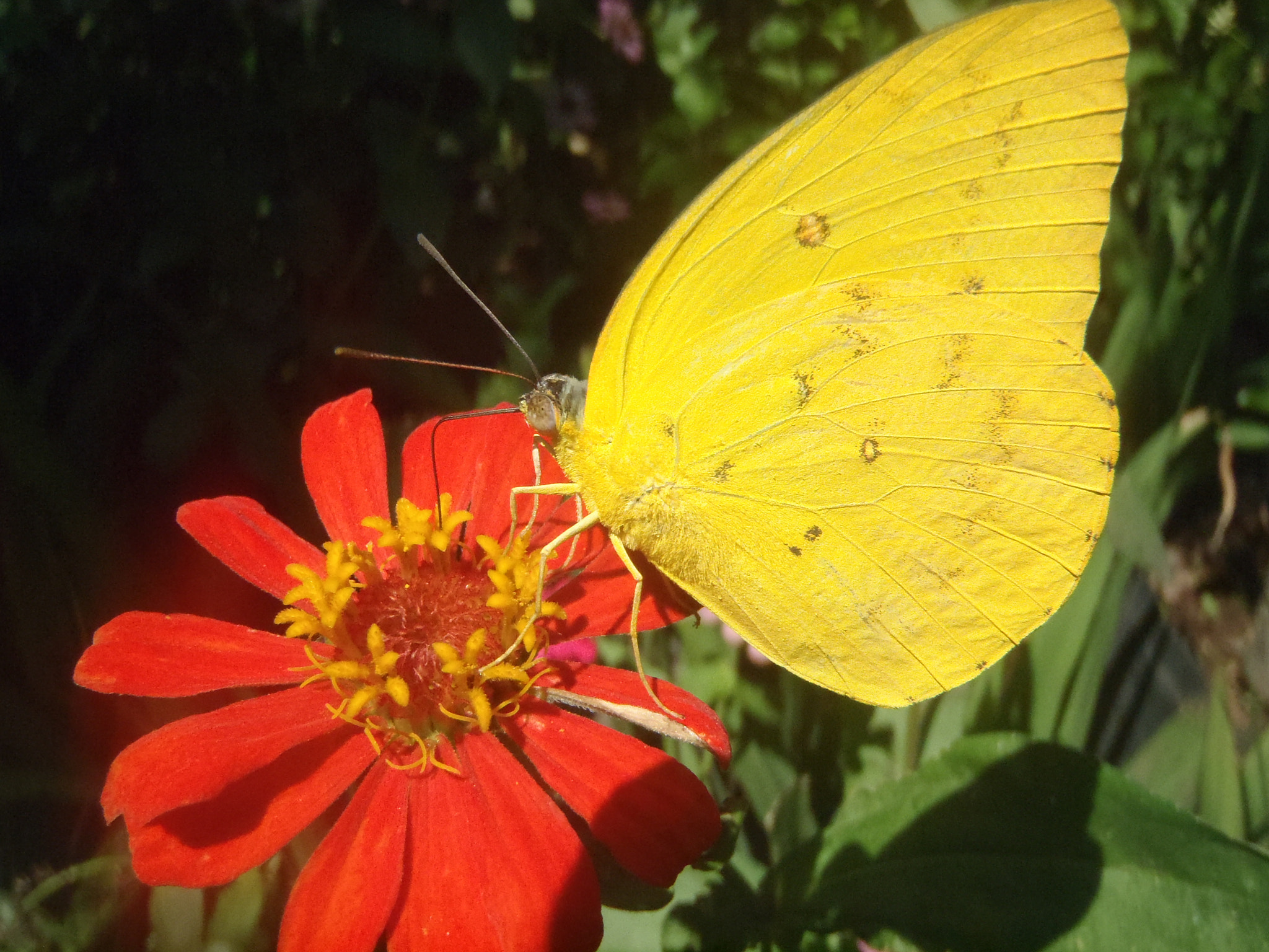 Olympus uTough-3000 sample photo. Yellow butterfly on a red flower photography