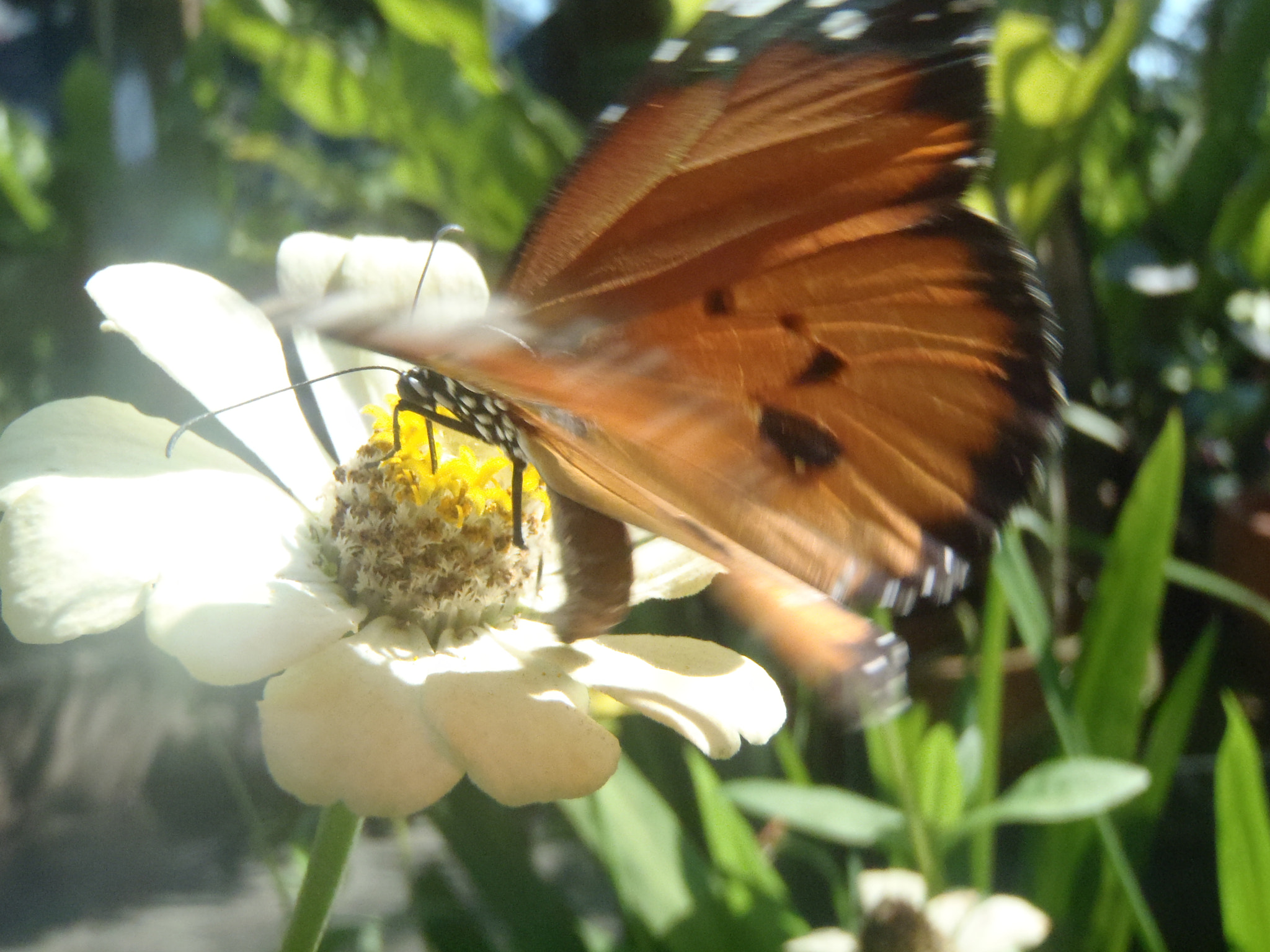 Olympus uTough-3000 sample photo. Brown butterfly on a white flower photography