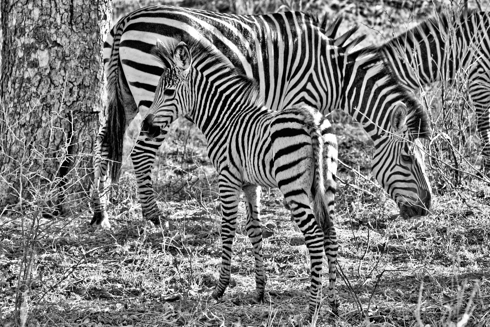 Canon EF 75-300mm F4.0-5.6 IS USM sample photo. Zebras photography