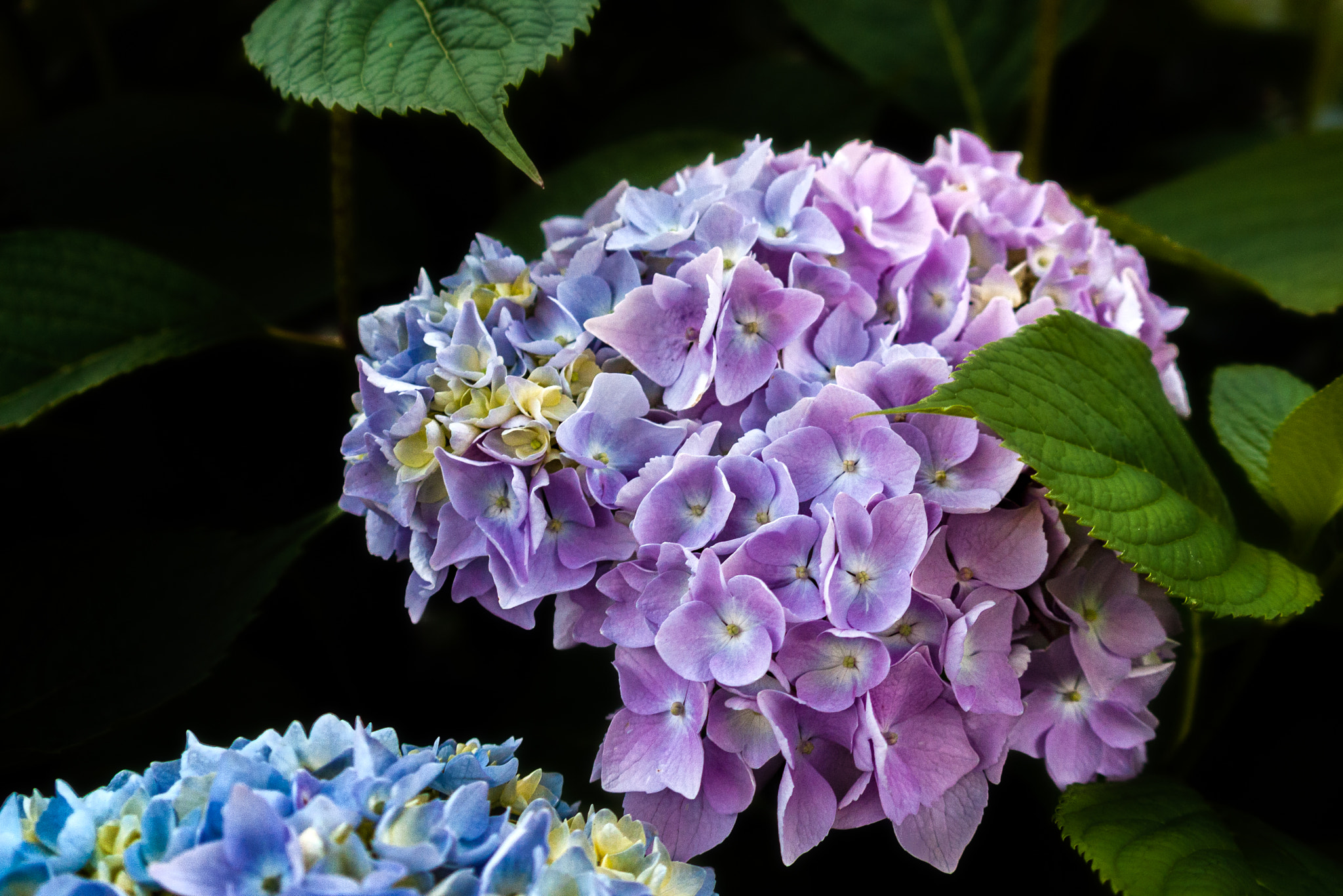 Canon EOS 450D (EOS Rebel XSi / EOS Kiss X2) sample photo. Evening hydrangea photography