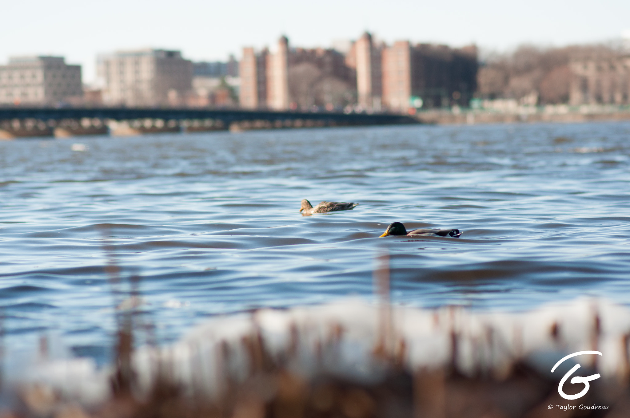 Nikon D90 + Sigma 85mm F1.4 EX DG HSM sample photo. Cold water for ducks photography