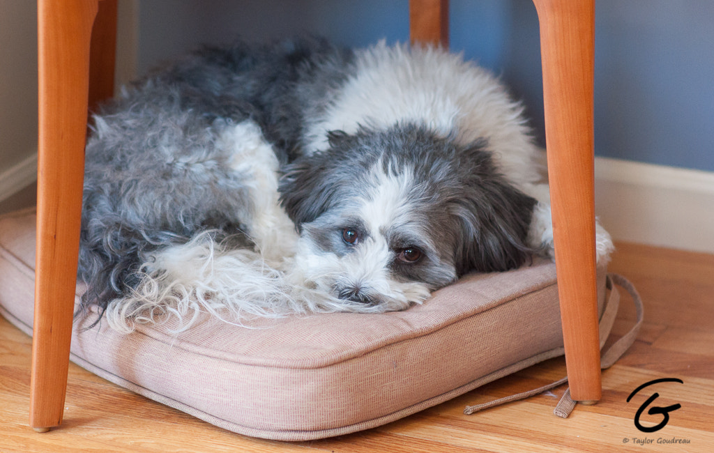 Nikon D90 + Sigma 85mm F1.4 EX DG HSM sample photo. Afternoon nap photography