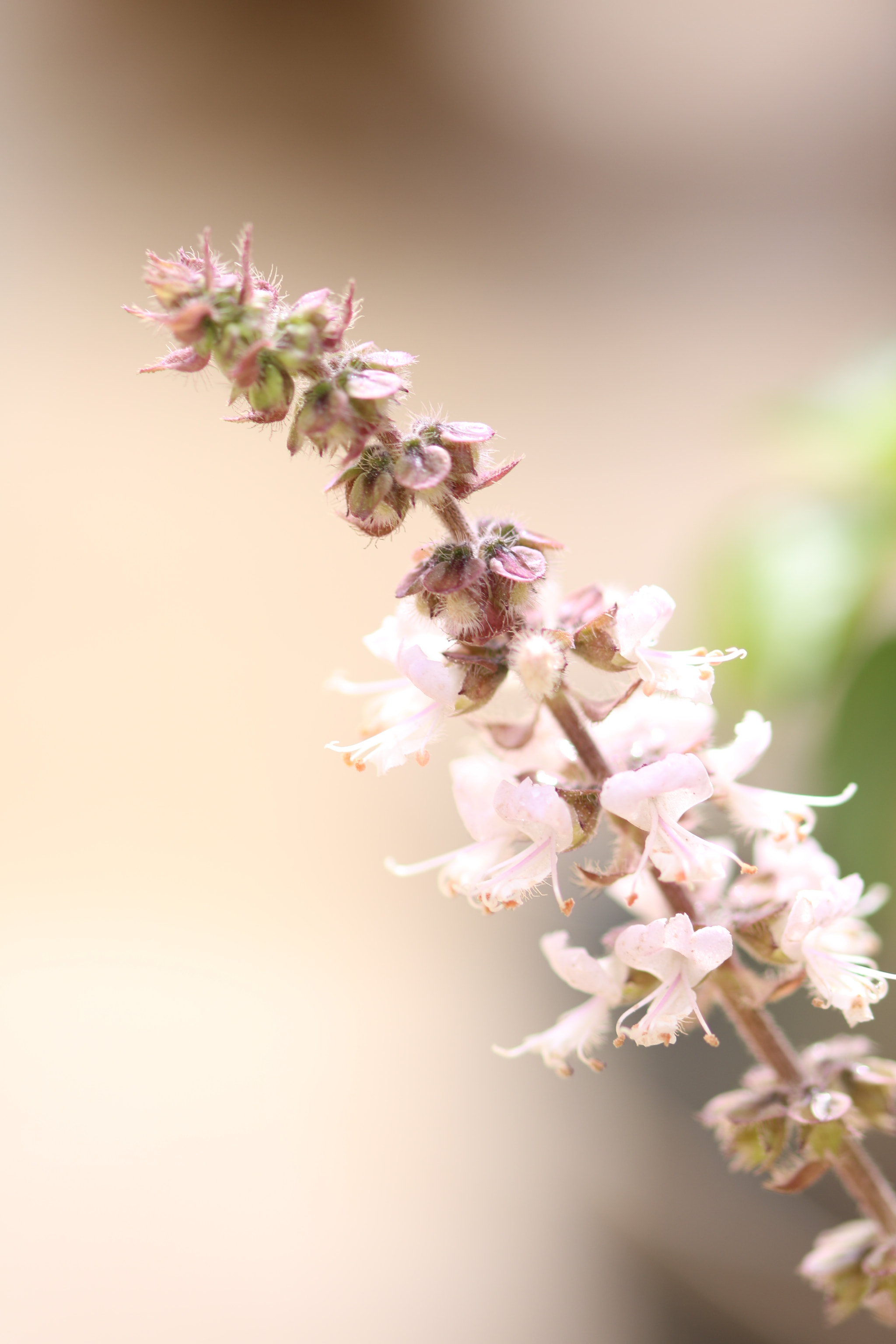 Sigma 105mm F2.8 EX DG OS HSM sample photo. First macro photography