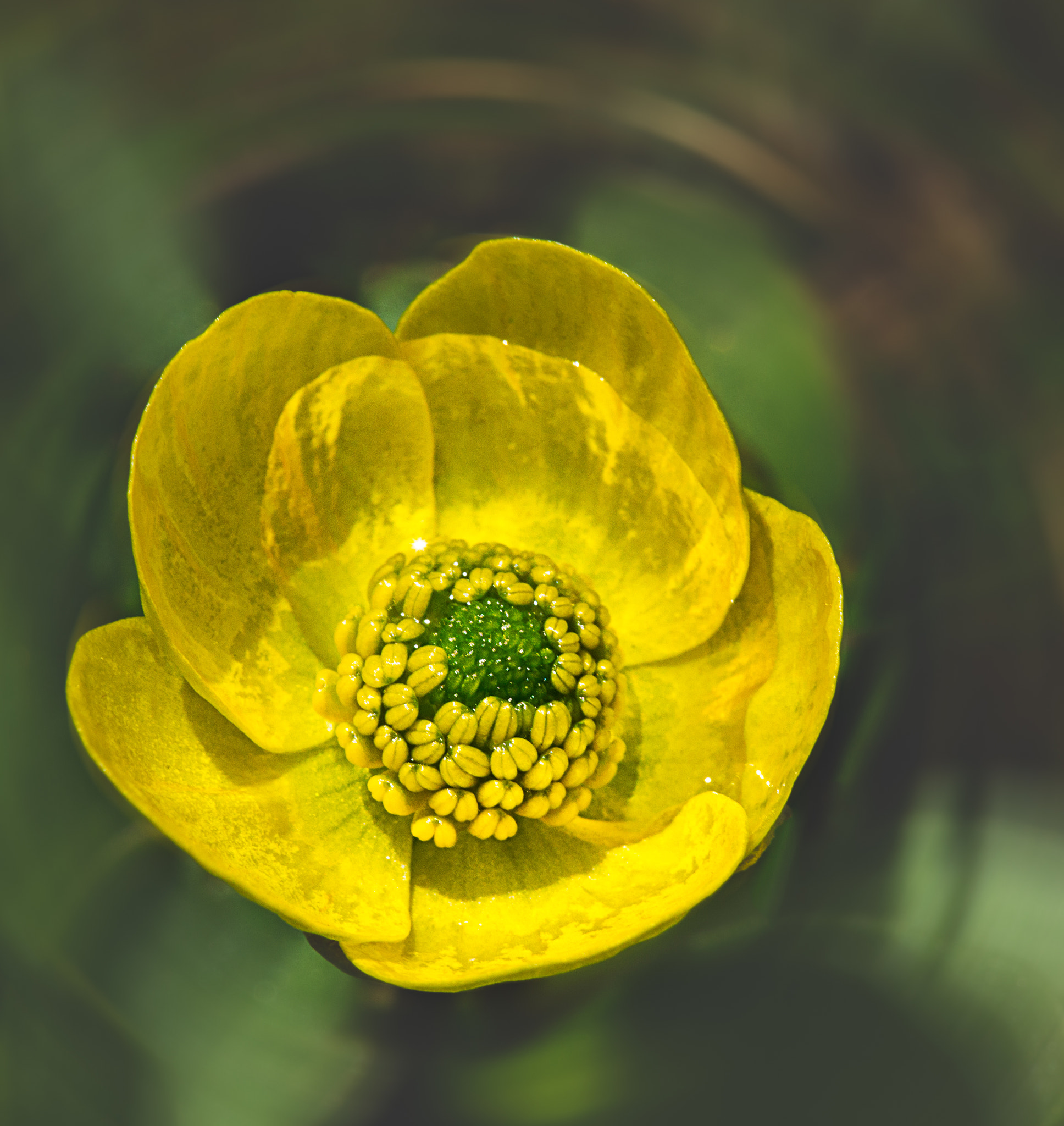 Tiny Details of a Buttercup