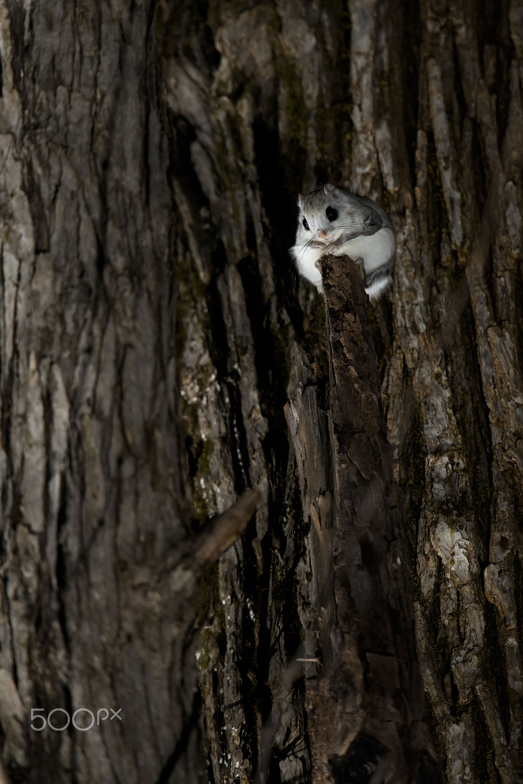 Nikon D800 + Nikon AF-S Nikkor 600mm F4G ED VR sample photo. Lonely flying squirrel エゾモモンガ photography