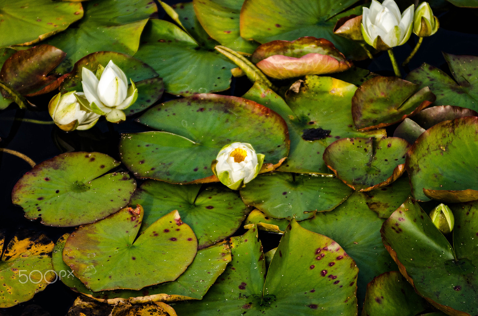 AF Zoom-Nikkor 28-85mm f/3.5-4.5 sample photo. Floating flowers photography