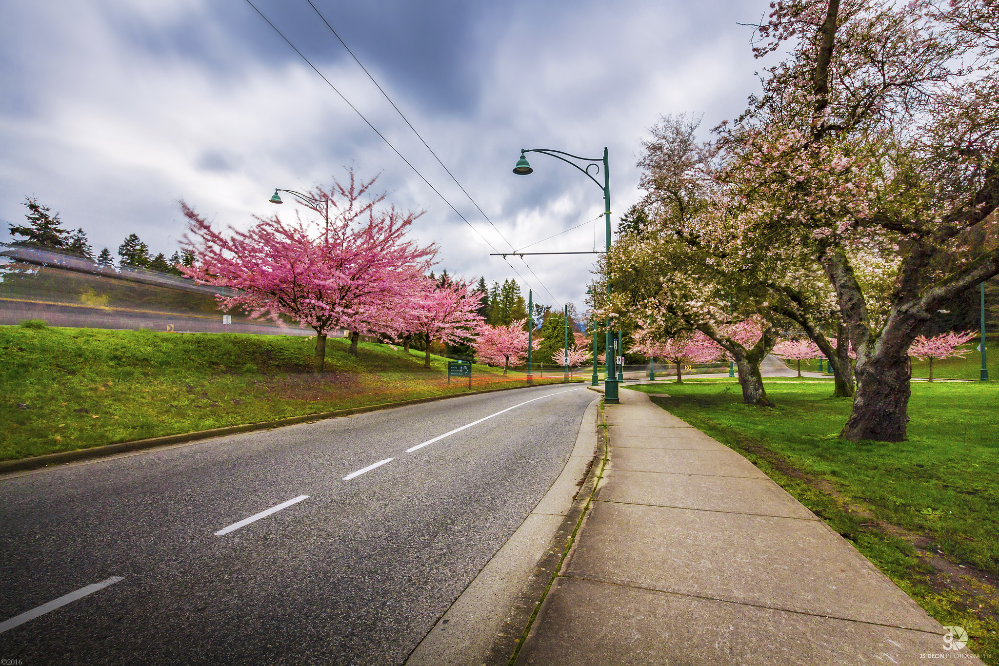 Sigma 10-20mm F3.5 EX DC HSM sample photo. Cherry blossom trees along the street of vancouver photography