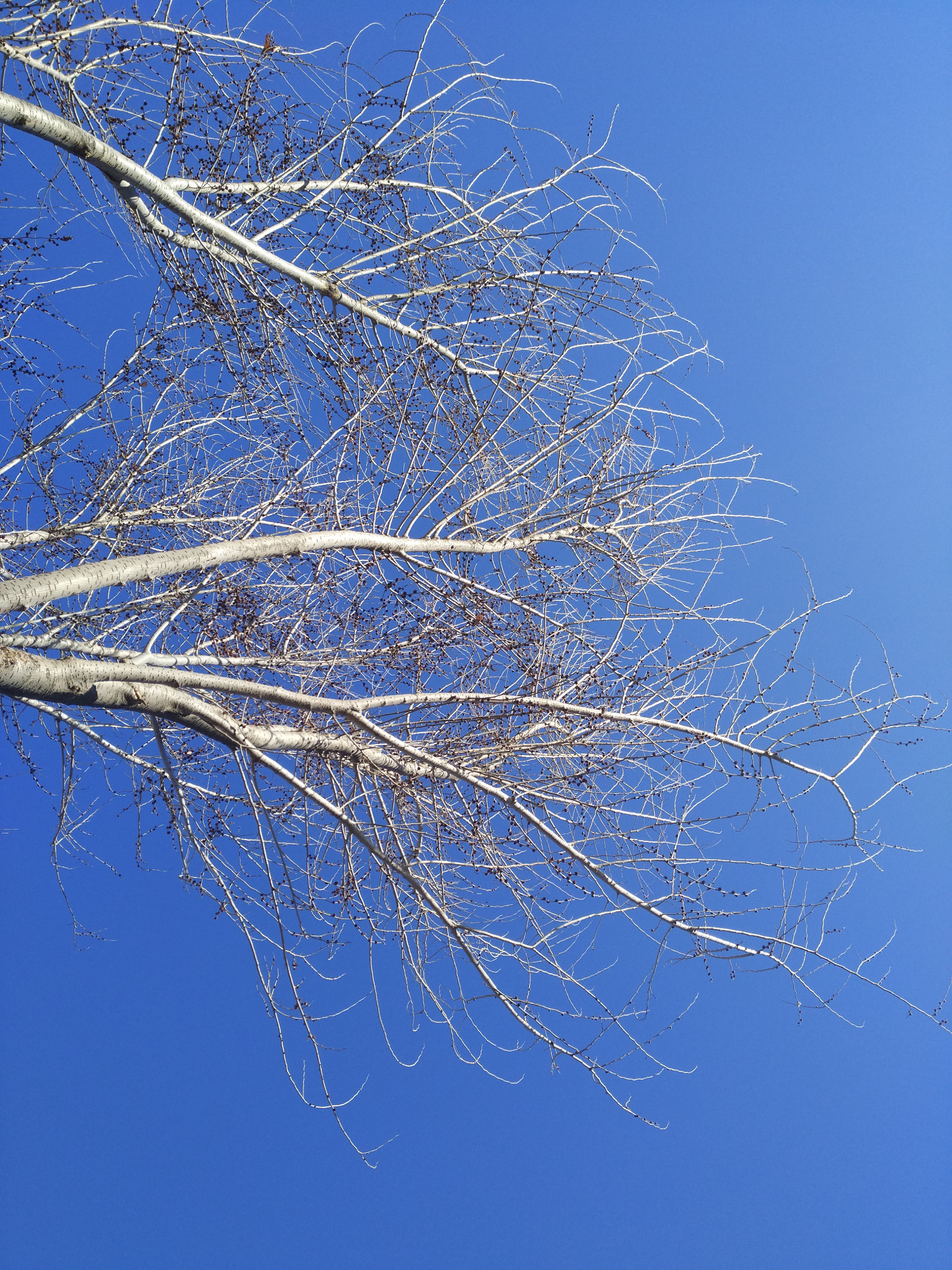 Xiaomi MI NOTE Pro sample photo. Blue photography