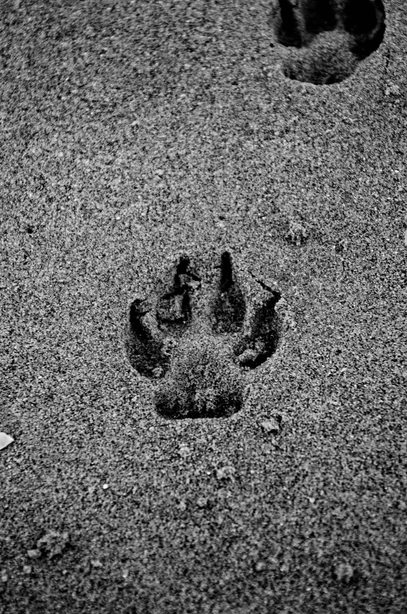AF Zoom-Nikkor 28-85mm f/3.5-4.5 sample photo. Follow me photography