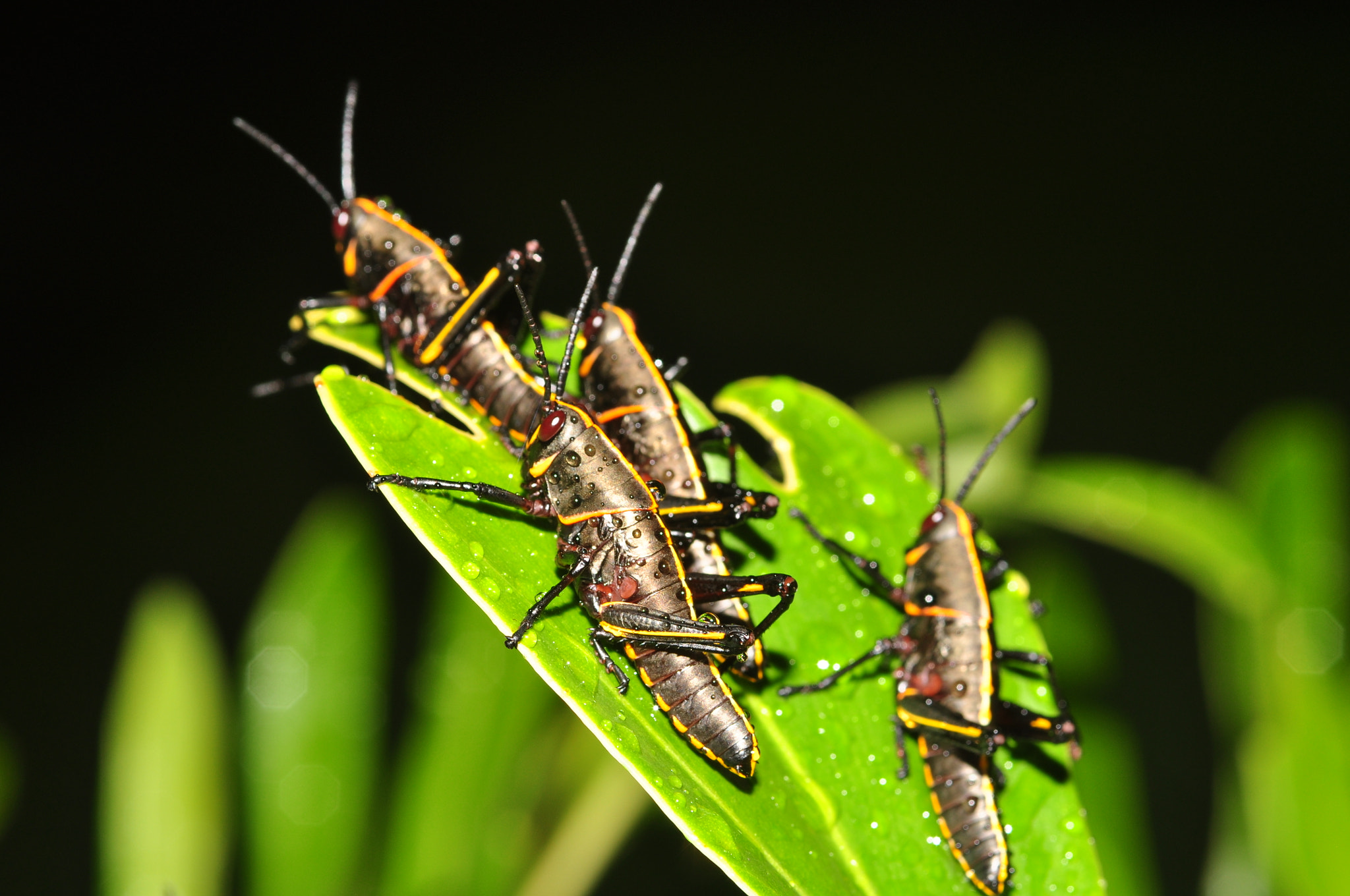 Sigma 105mm F2.8 EX DG Macro sample photo. The freaks come out at night photography
