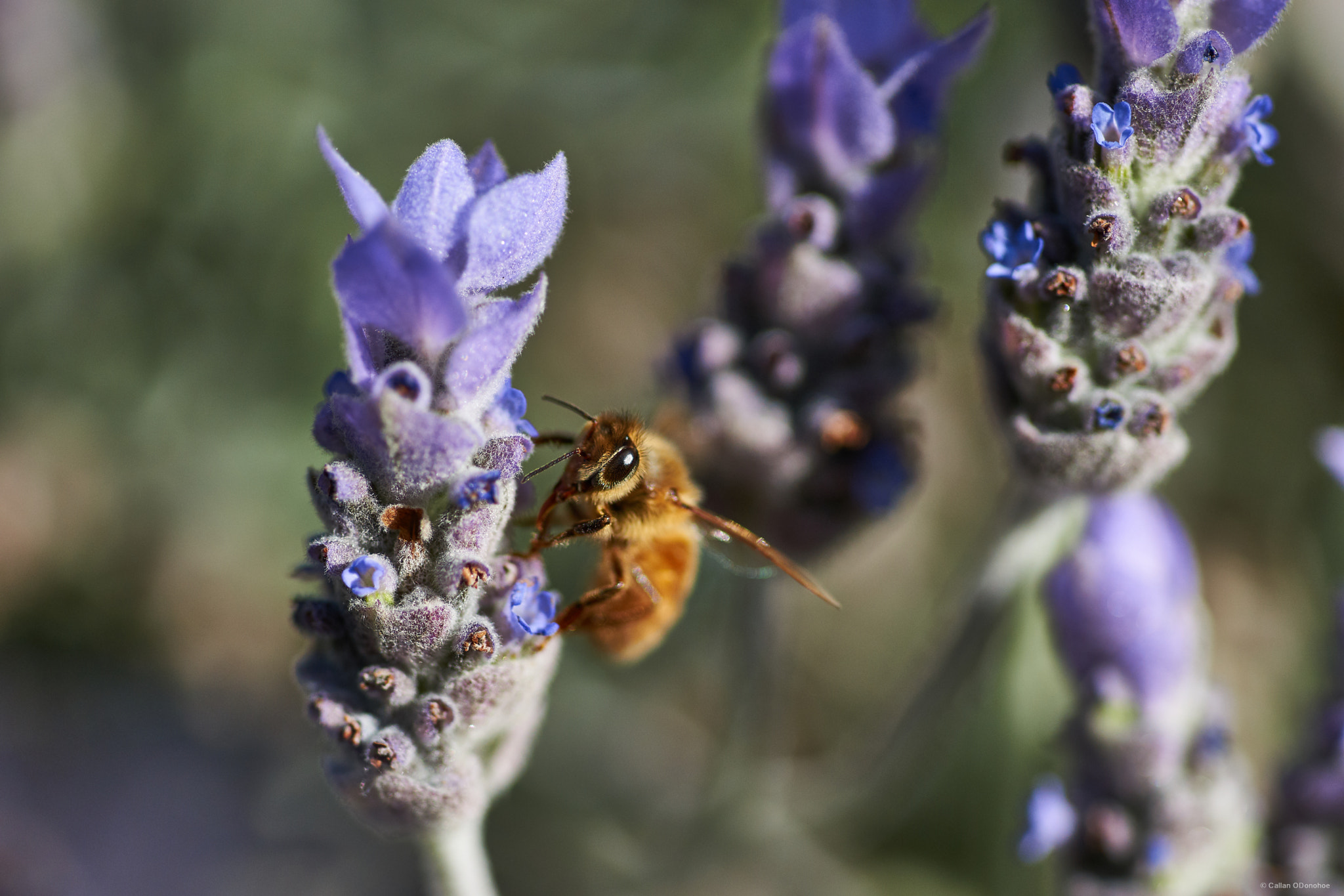 Sony a99 II + Minolta AF 100mm F2.8 Macro [New] sample photo. Lavenderbee.jpg photography