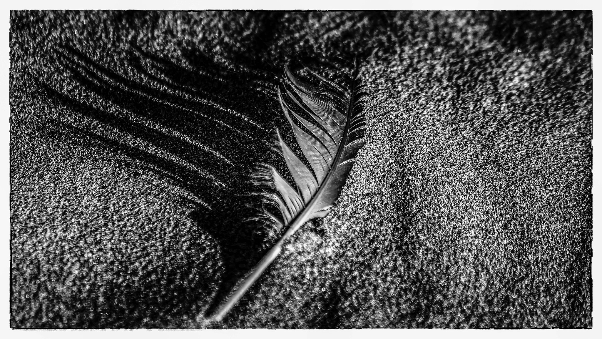 Canon EOS 6D + Canon EF 75-300mm F4.0-5.6 IS USM sample photo. Feather and shadow photography