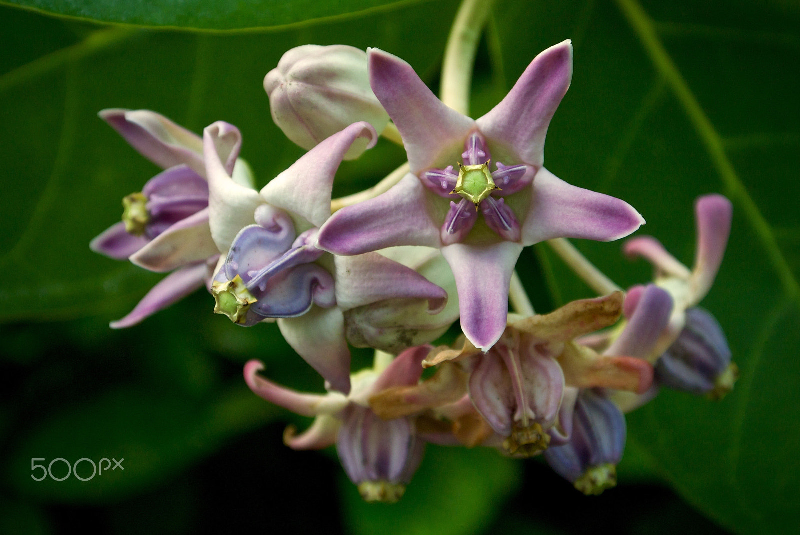 Nikon 1 J2 sample photo. Crown flower (2) photography