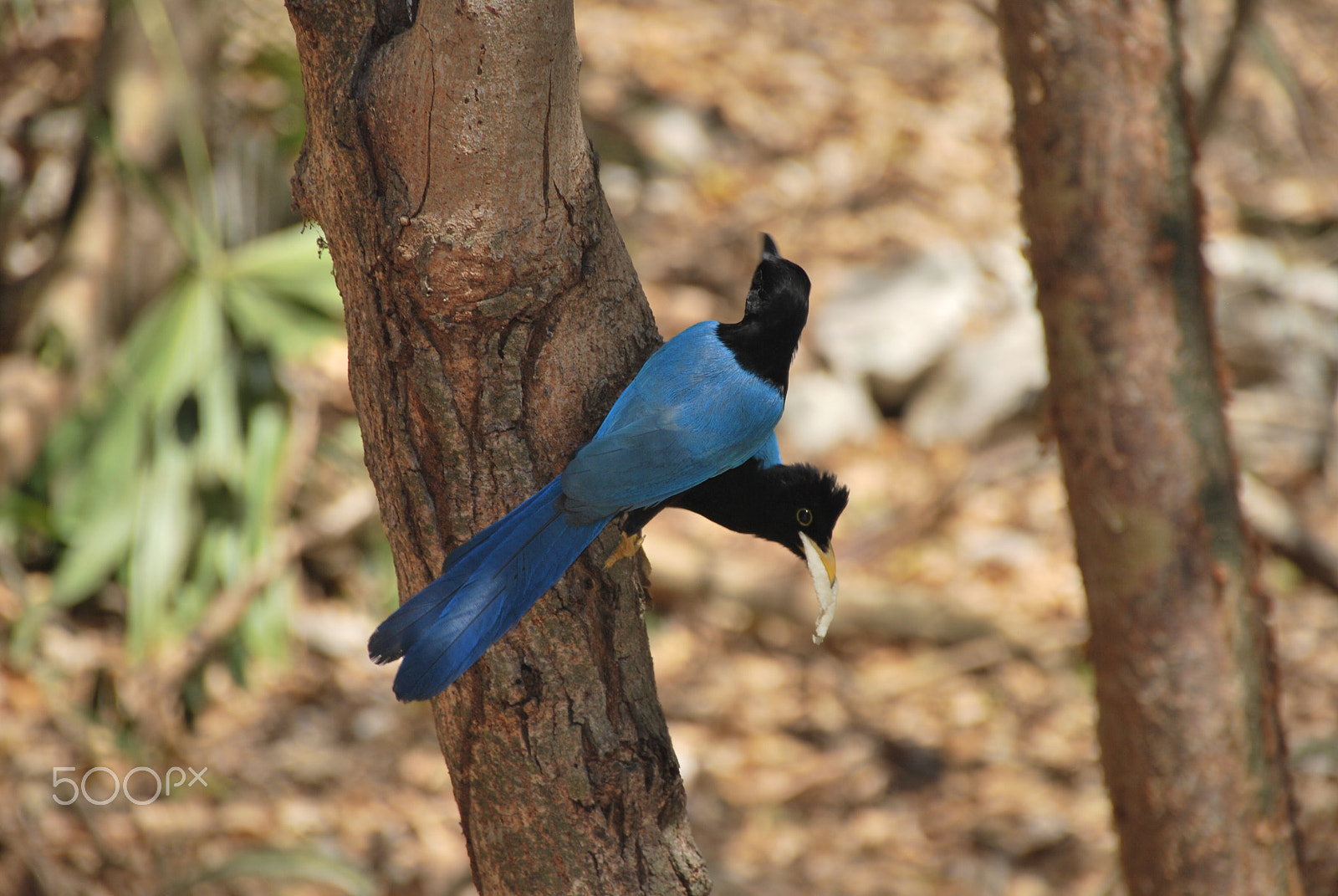 Nikon D60 sample photo. Blue bird photography