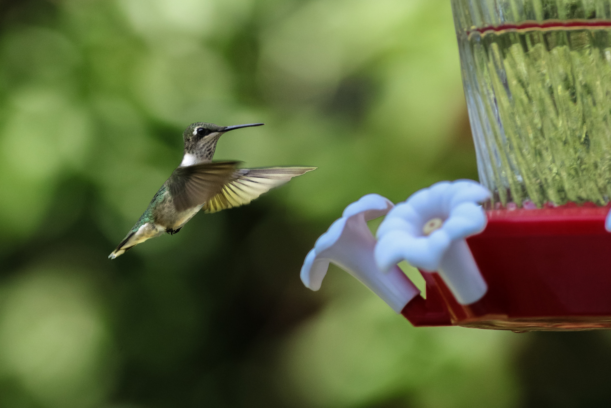 Canon EOS 5DS R + Canon EF 400mm F5.6L USM sample photo. Hummingbird photography