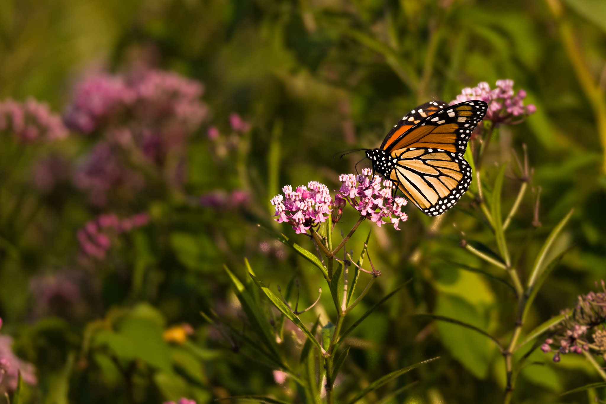 Canon EOS 5DS R + Sigma 150-600mm F5-6.3 DG OS HSM | C sample photo. Monark butterfly photography