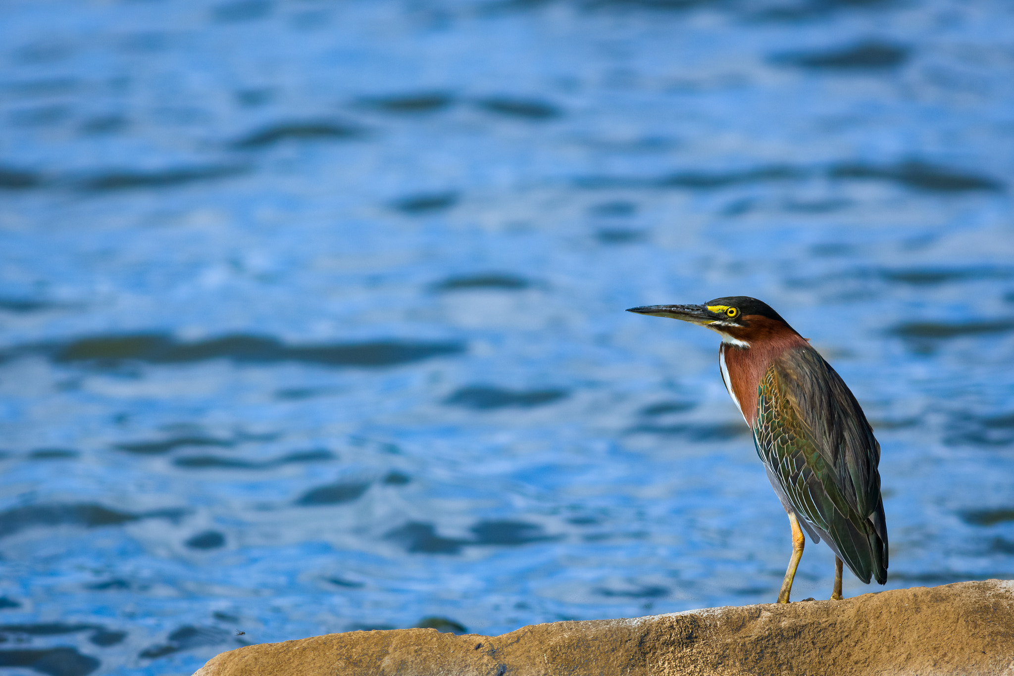 Canon EOS 5DS R + Canon EF 400mm F5.6L USM sample photo. Green heron photography