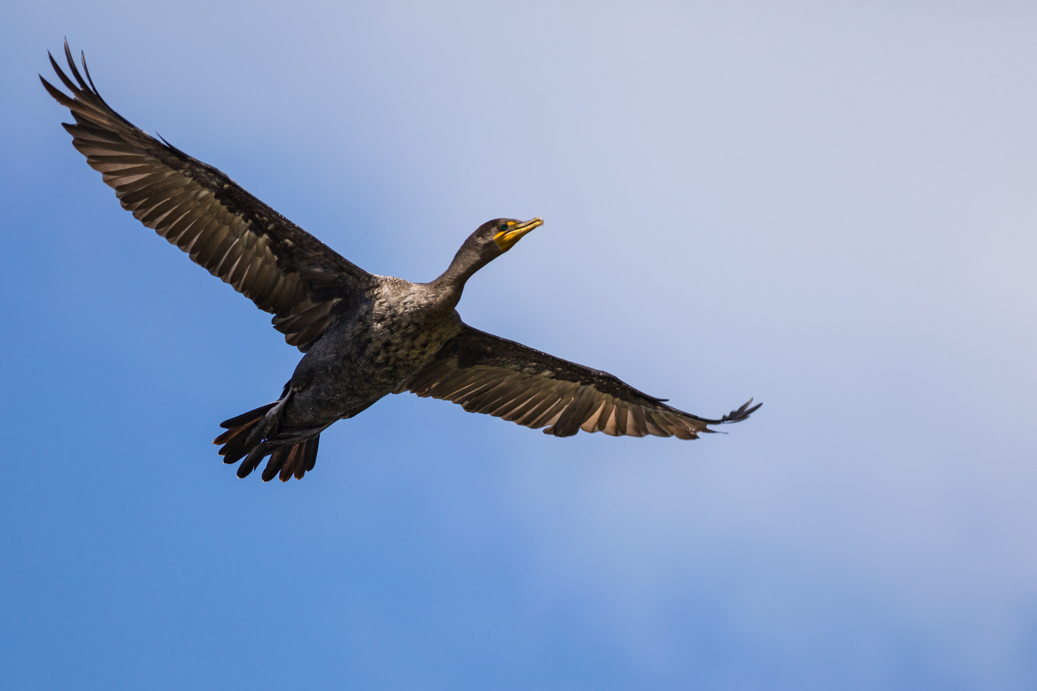 Canon EOS 5DS R + Canon EF 400mm F5.6L USM sample photo. Cormorant photography