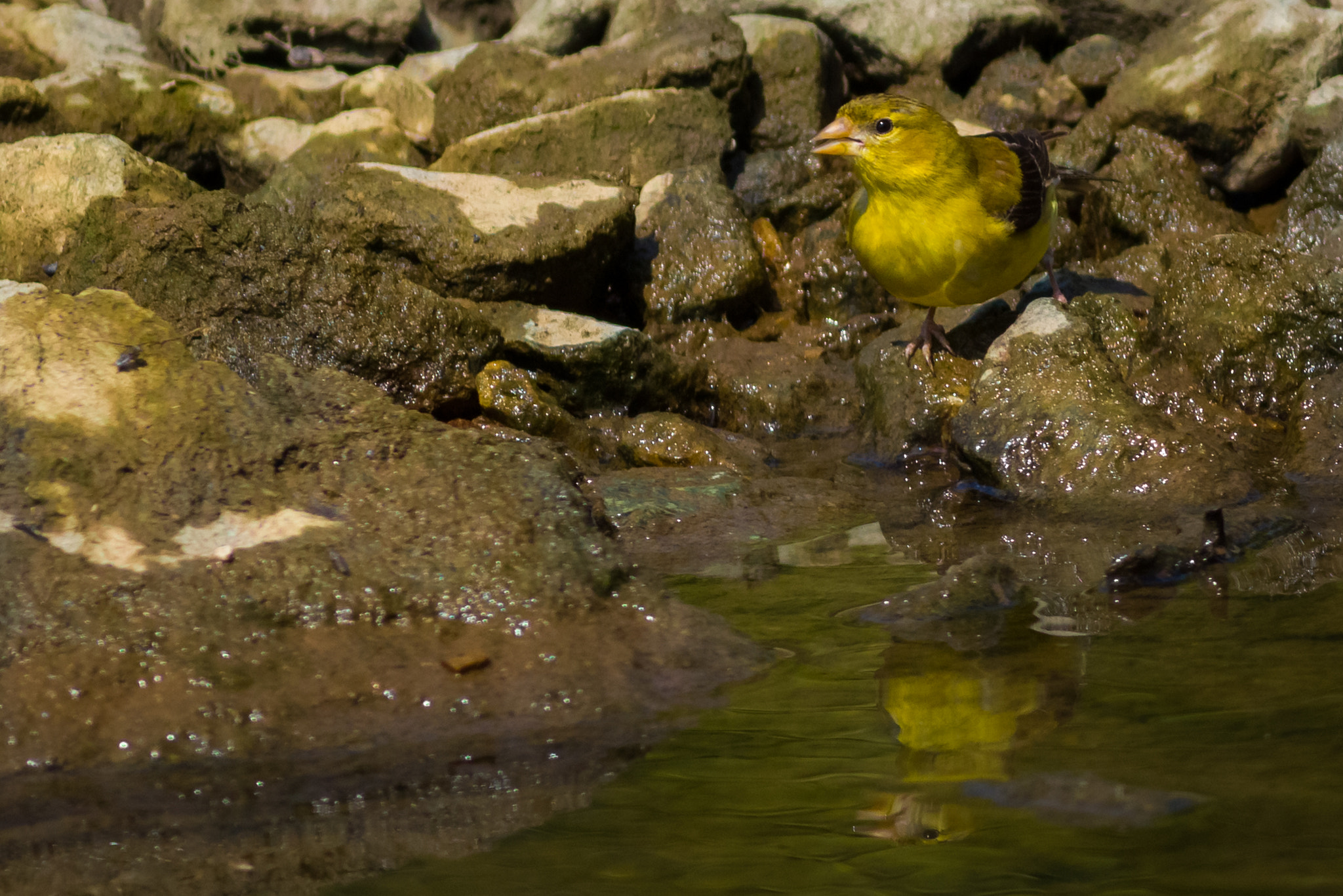 Canon EOS 5DS R + Canon EF 400mm F5.6L USM sample photo. Gold finch photography