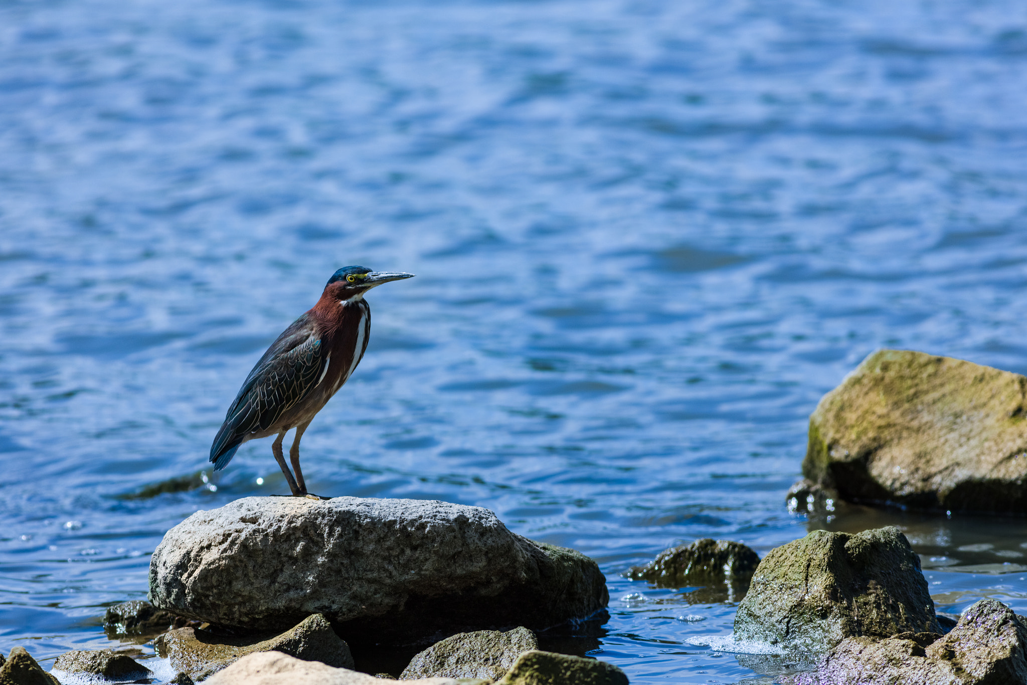 Canon EOS 5DS R + Canon EF 400mm F5.6L USM sample photo. Green heron photography