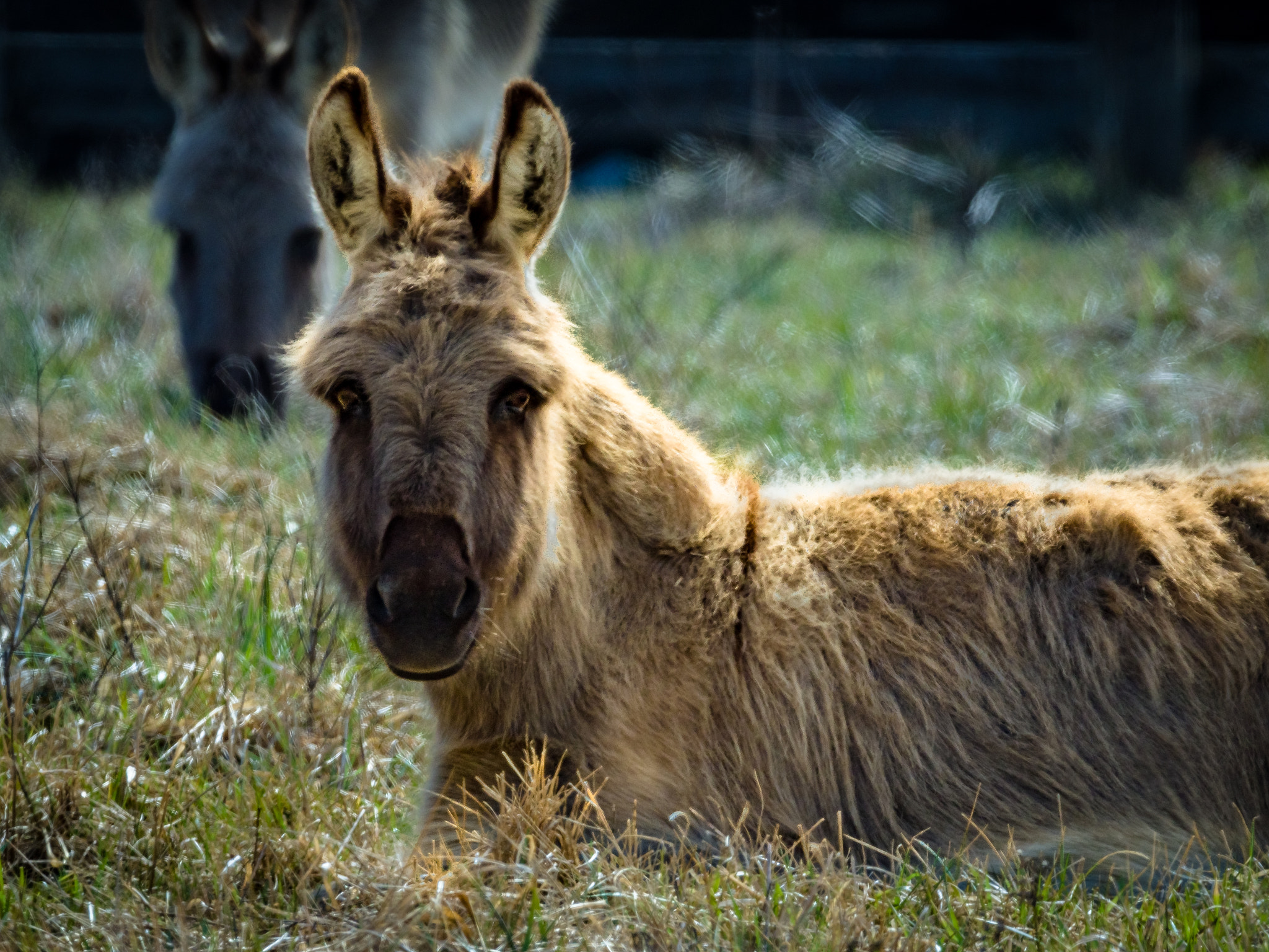 Olympus OM-D E-M1 + M.300mm F4.0 + MC-14 sample photo. Resting donkey on the farm photography