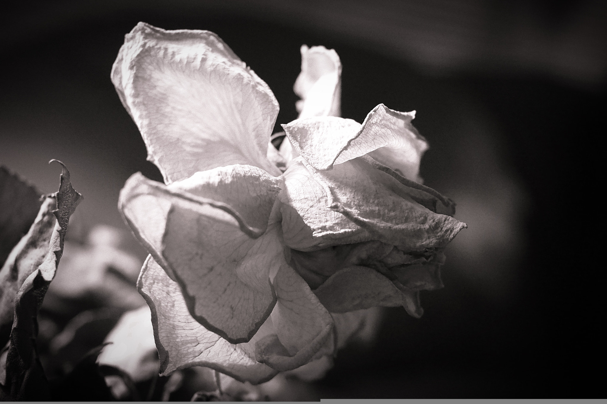 Olympus OM-D E-M10 + Panasonic Lumix G 20mm F1.7 ASPH sample photo. Disheveled photography