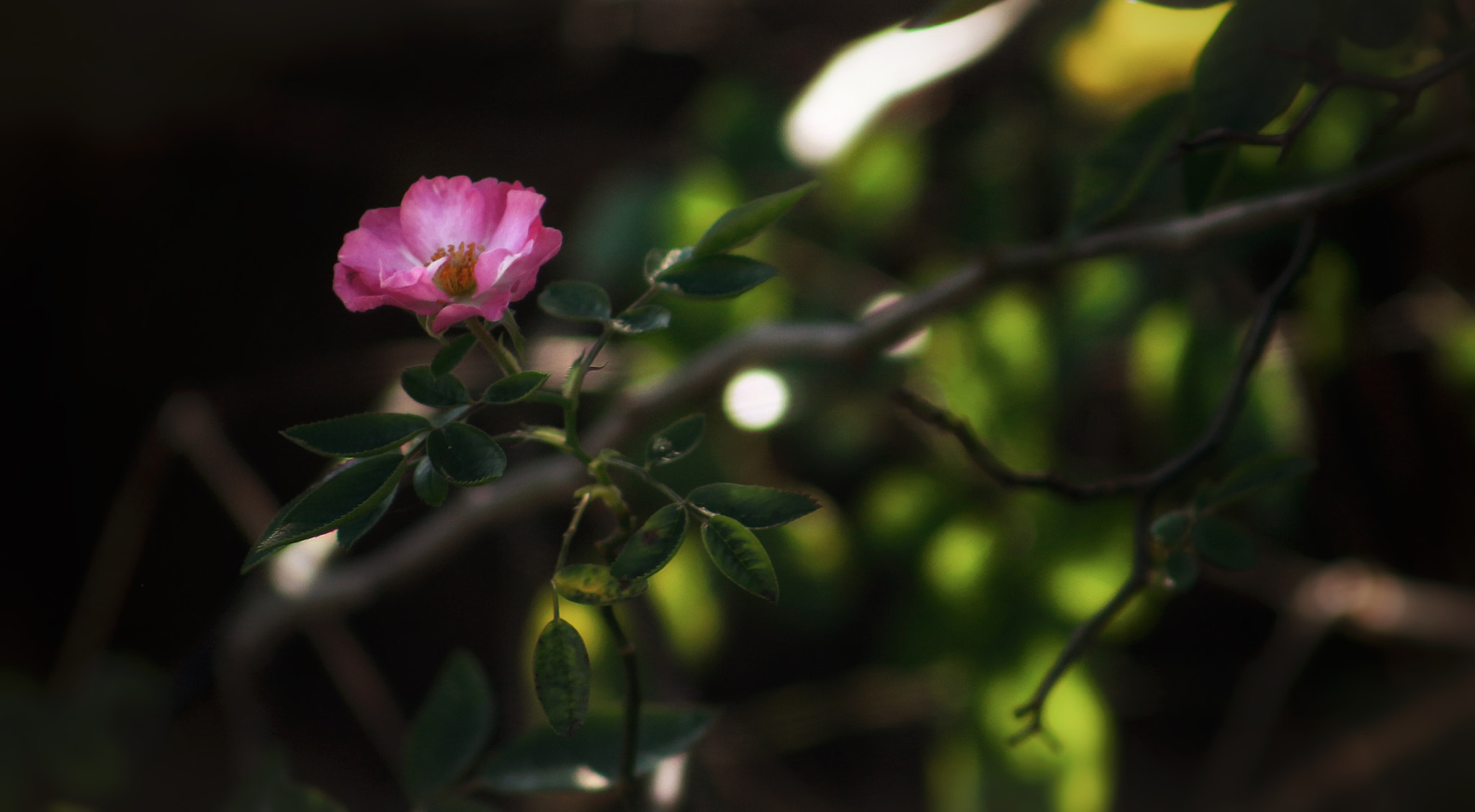 Canon EF75-300mm f/4-5.6 sample photo. New blooms photography