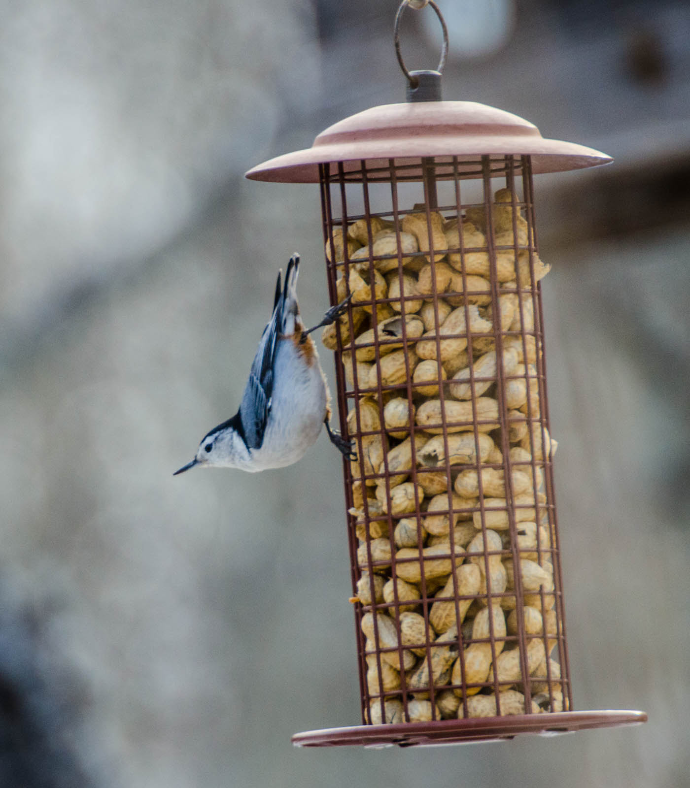 Nikon D7000 + Sigma 135-400mm F4.5-5.6 APO Aspherical sample photo. Nuthatch photography